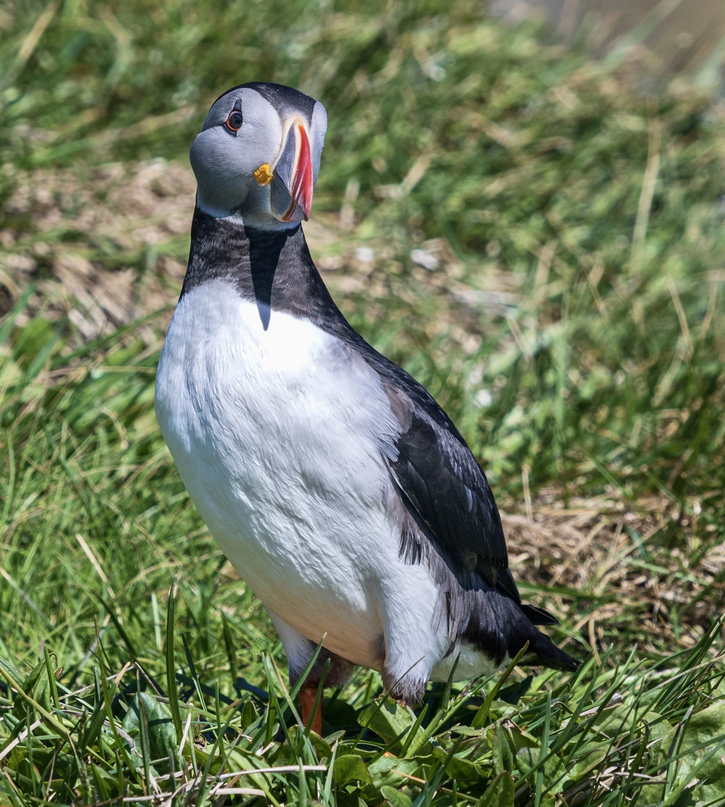 puffins-96918.jpg