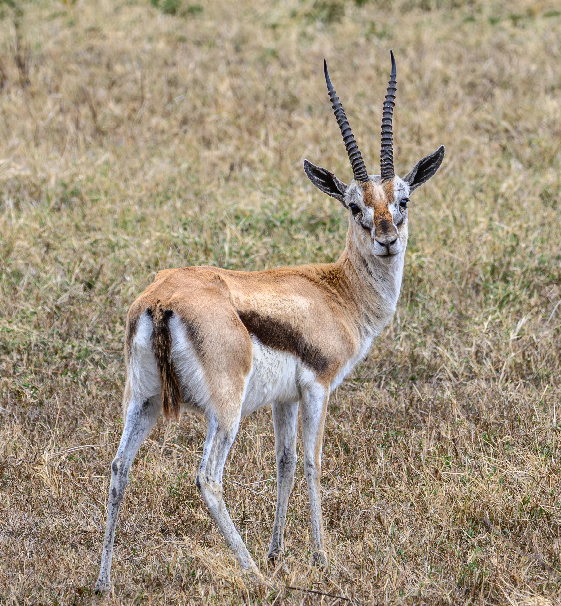 africa wildlife-6.jpg