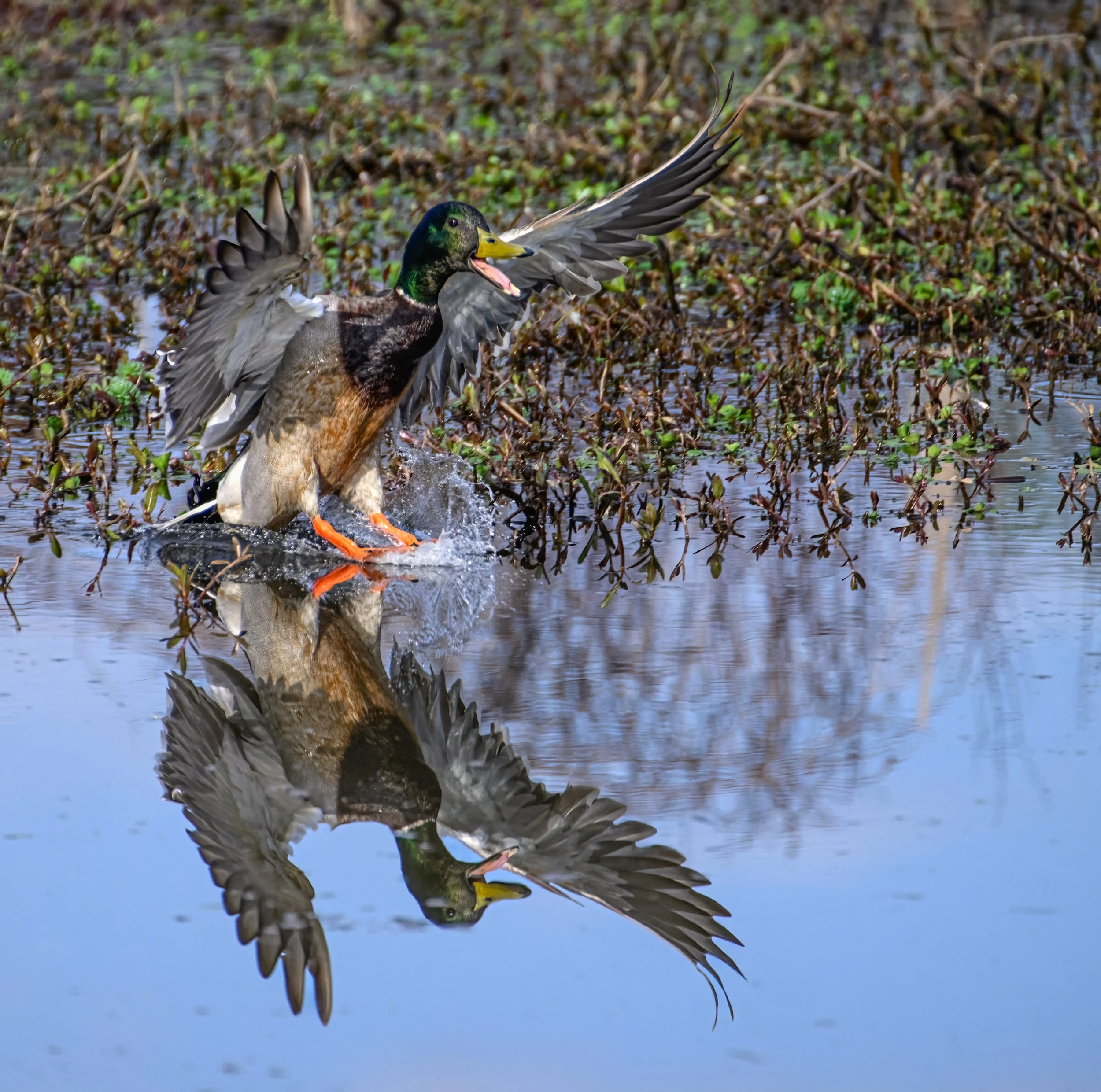 mallard splash down-9.jpg