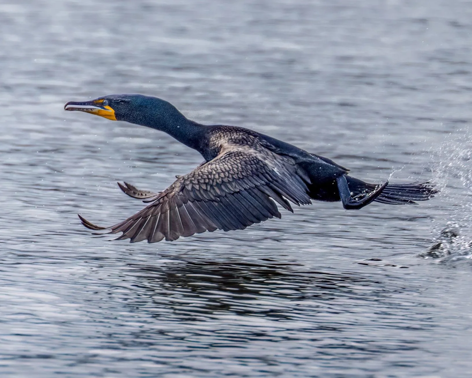 bird+cormorant-2.jpg