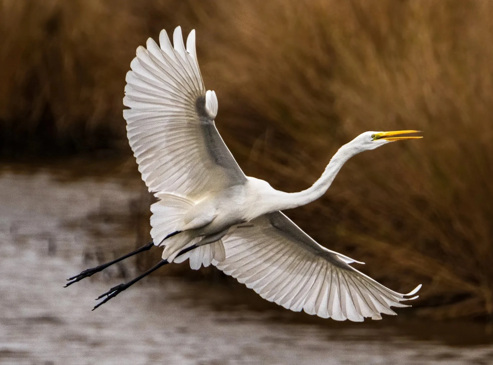 egret-2.jpg