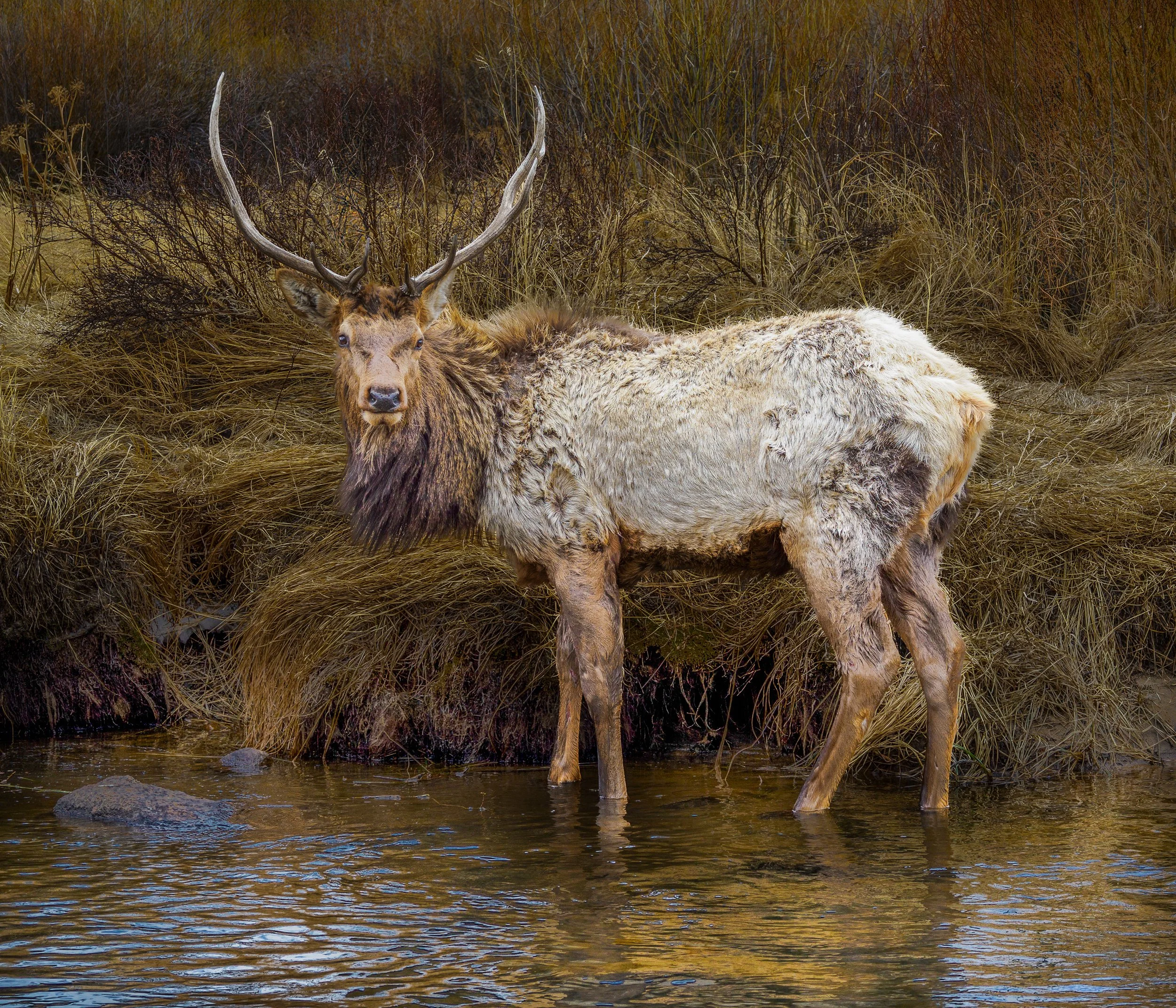 north america wildlife-2.jpg