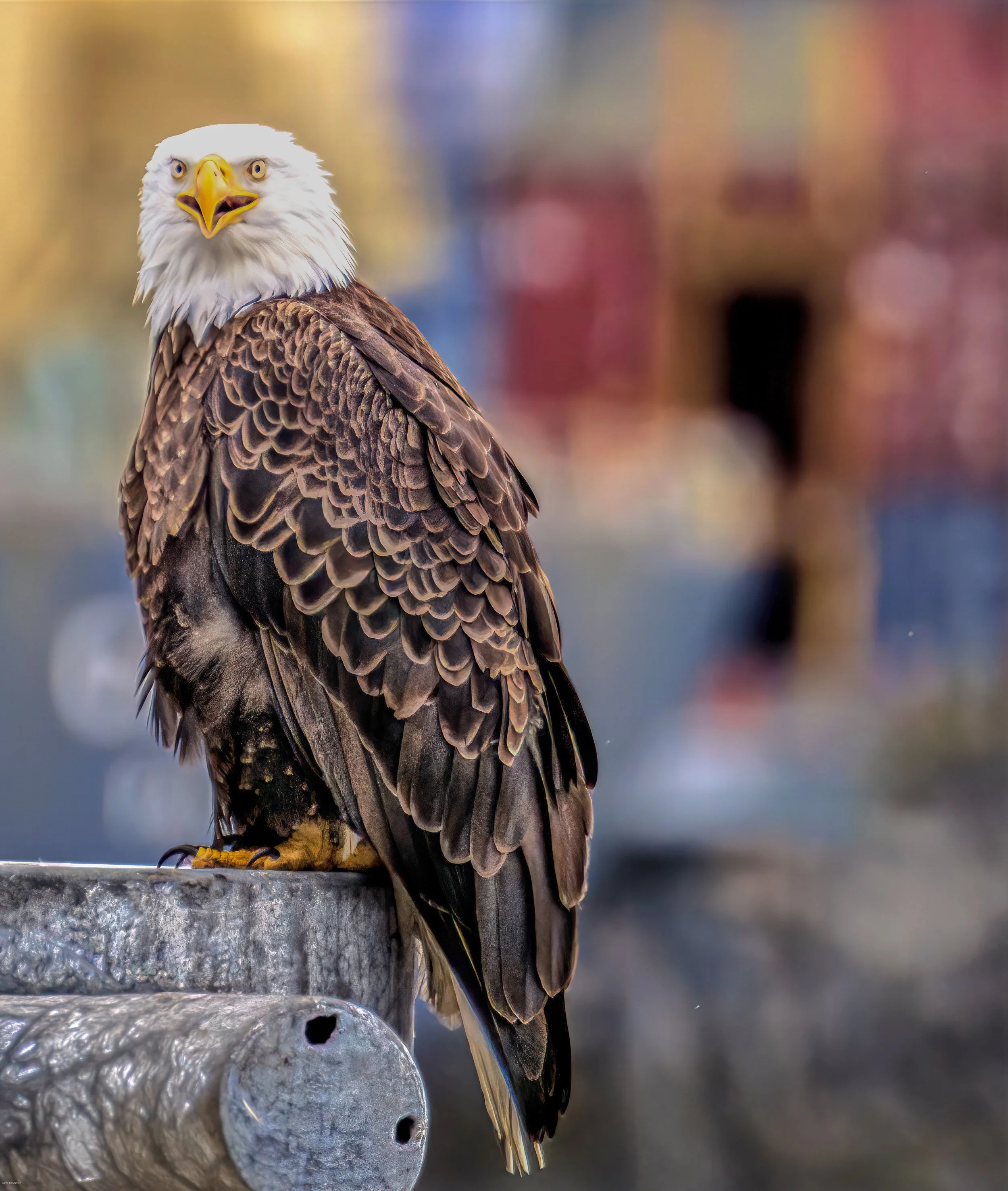 alaska high res-4.jpg