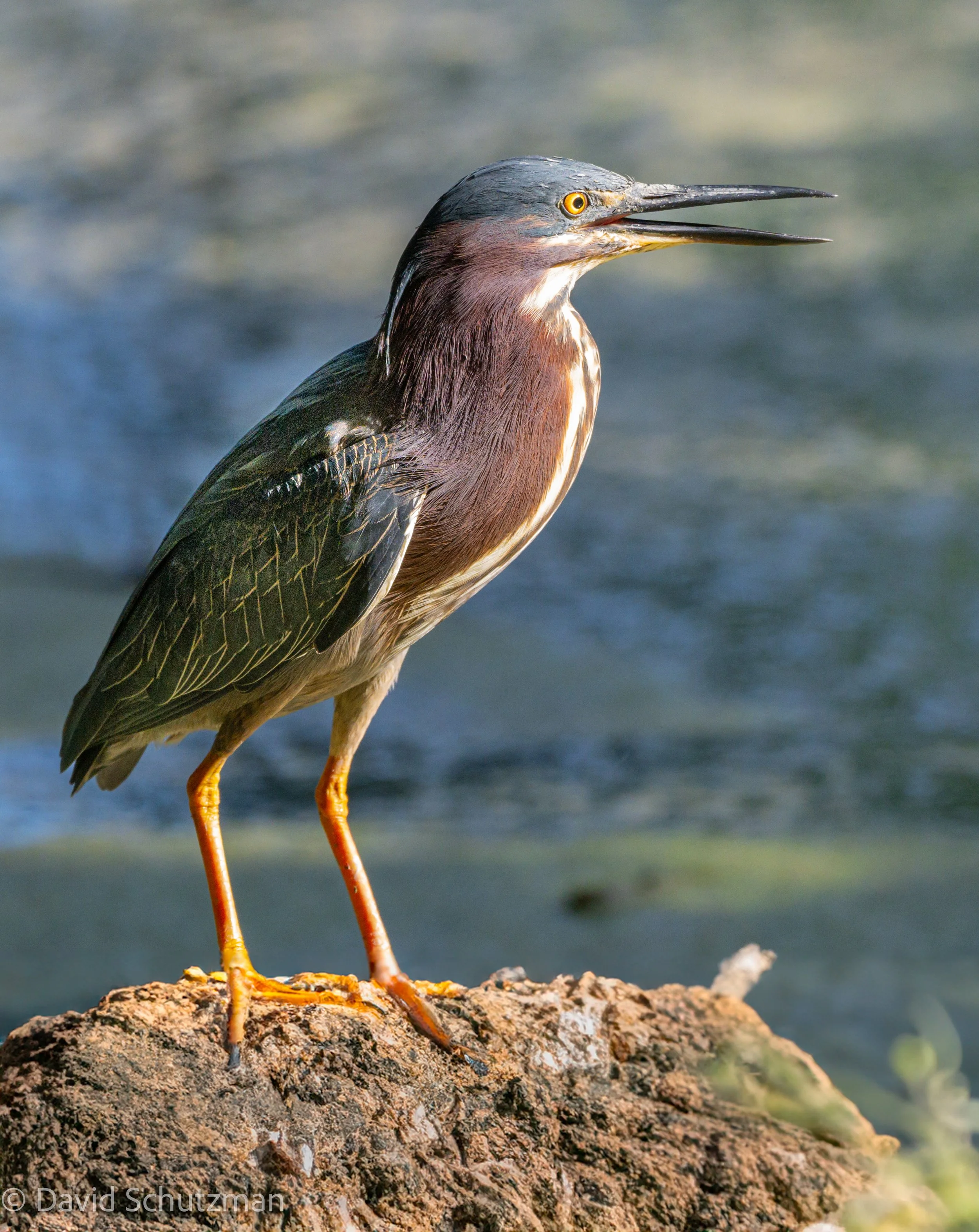 blue heron beaufort-7888.jpg