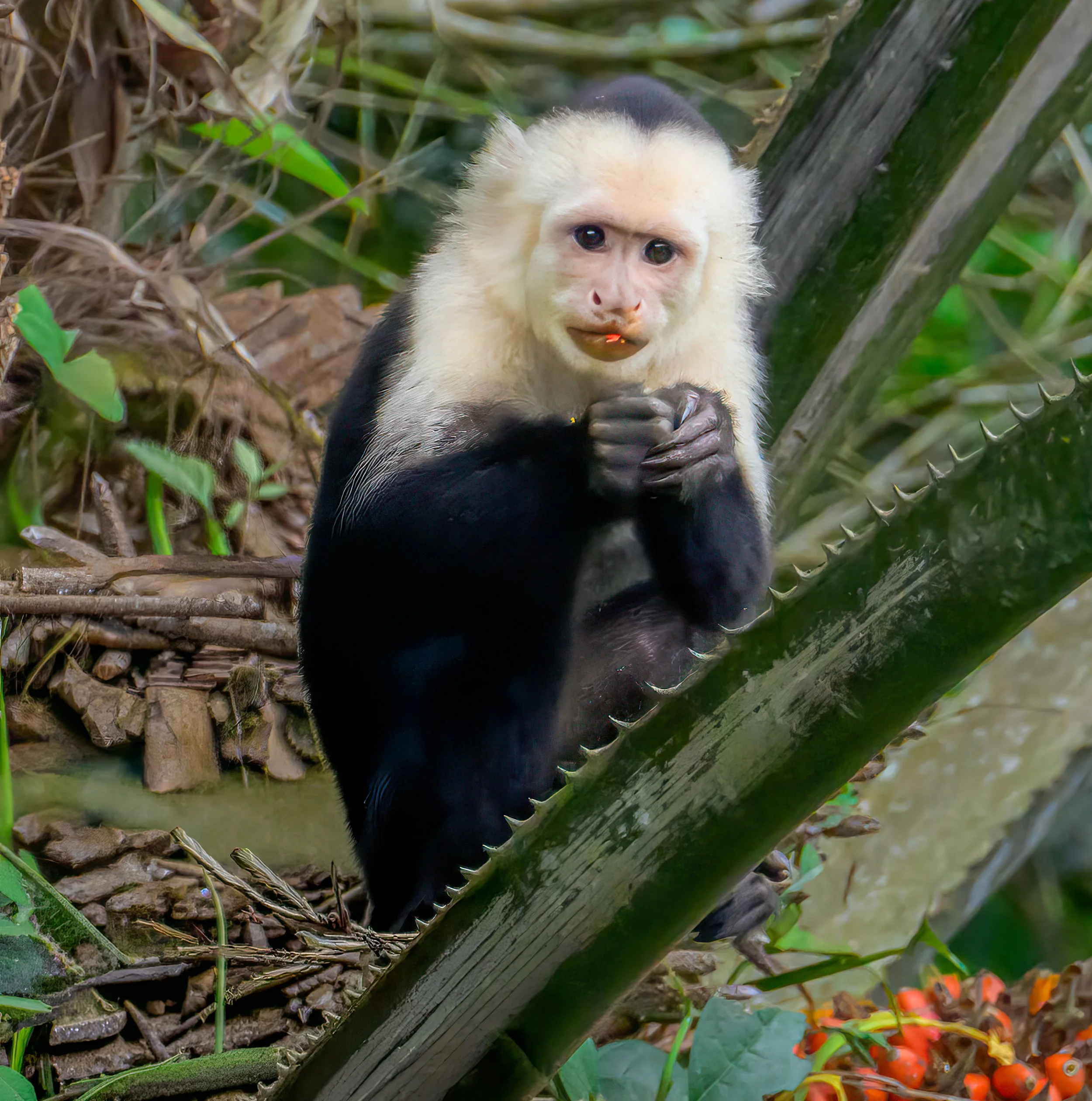 costa rica capuchin-2.jpg