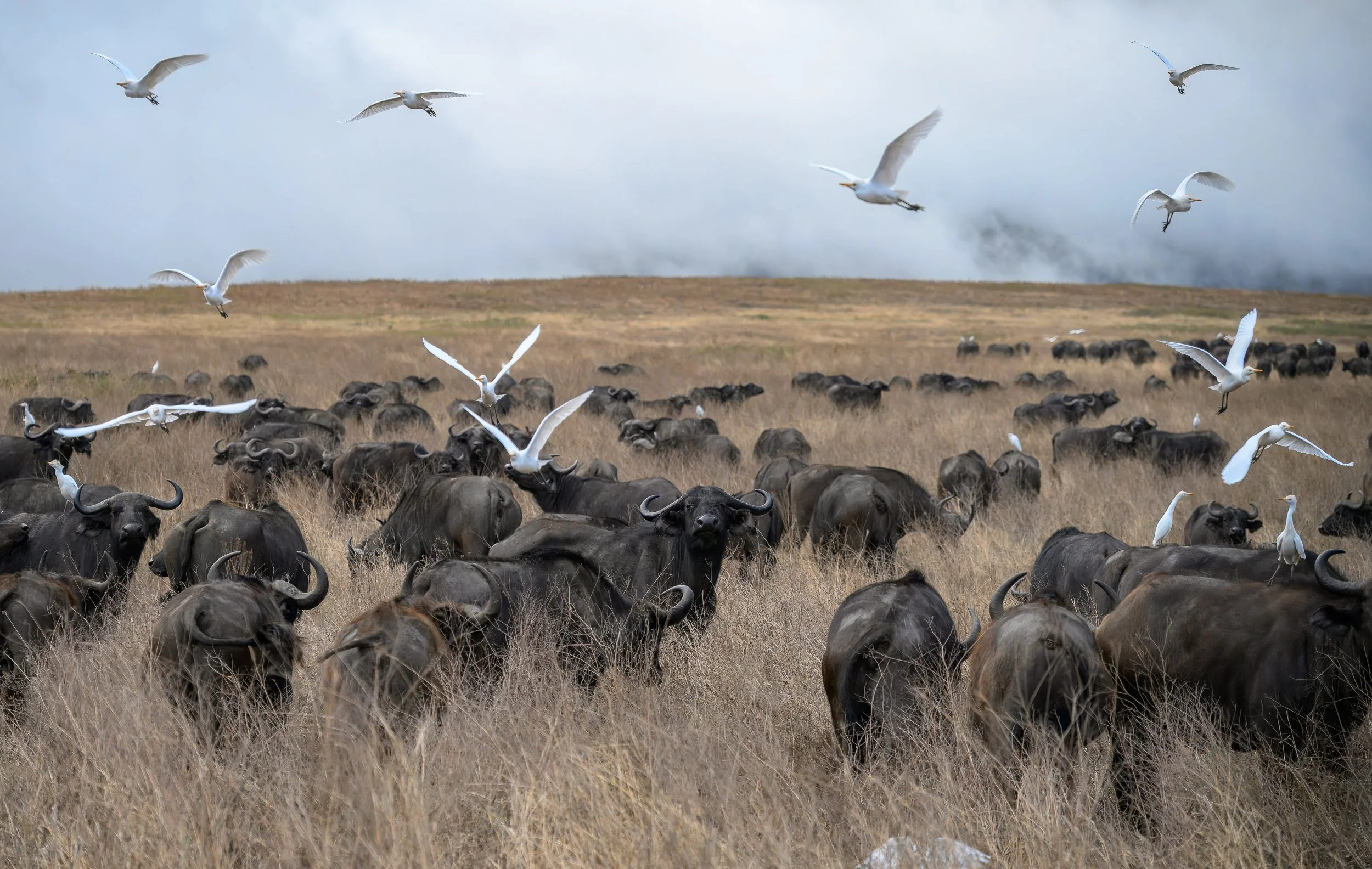 africa wildlife-9.jpg