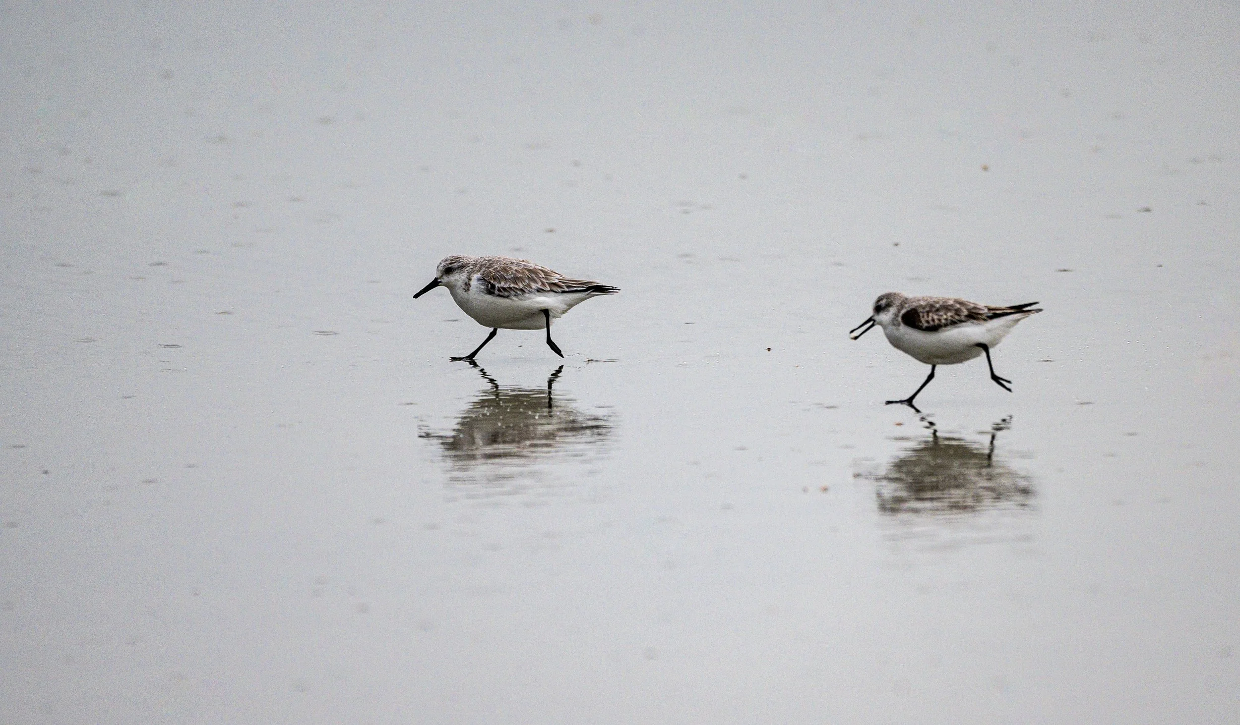 plovers-2530-2.jpeg