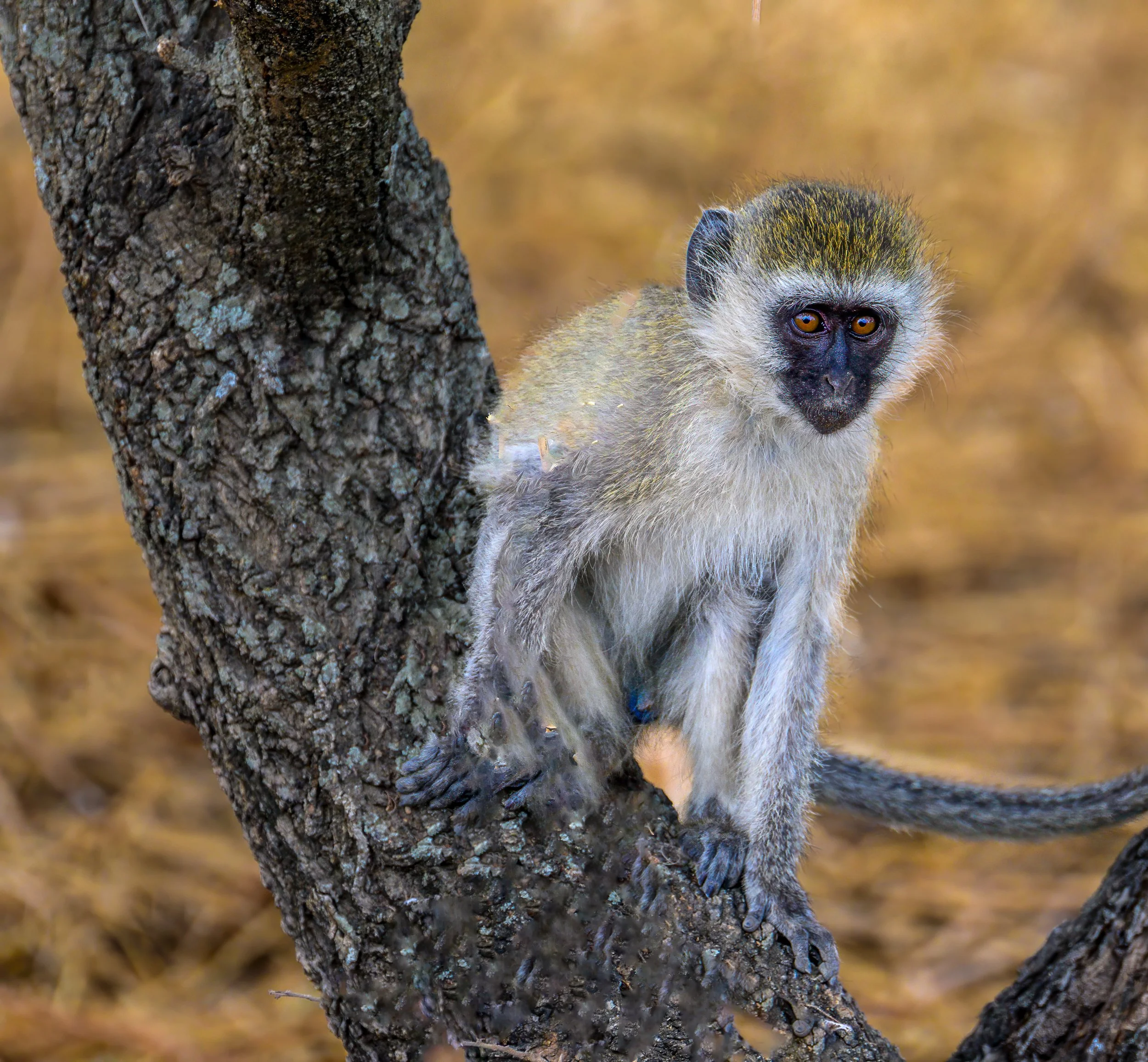 africa wildlife-5.jpg