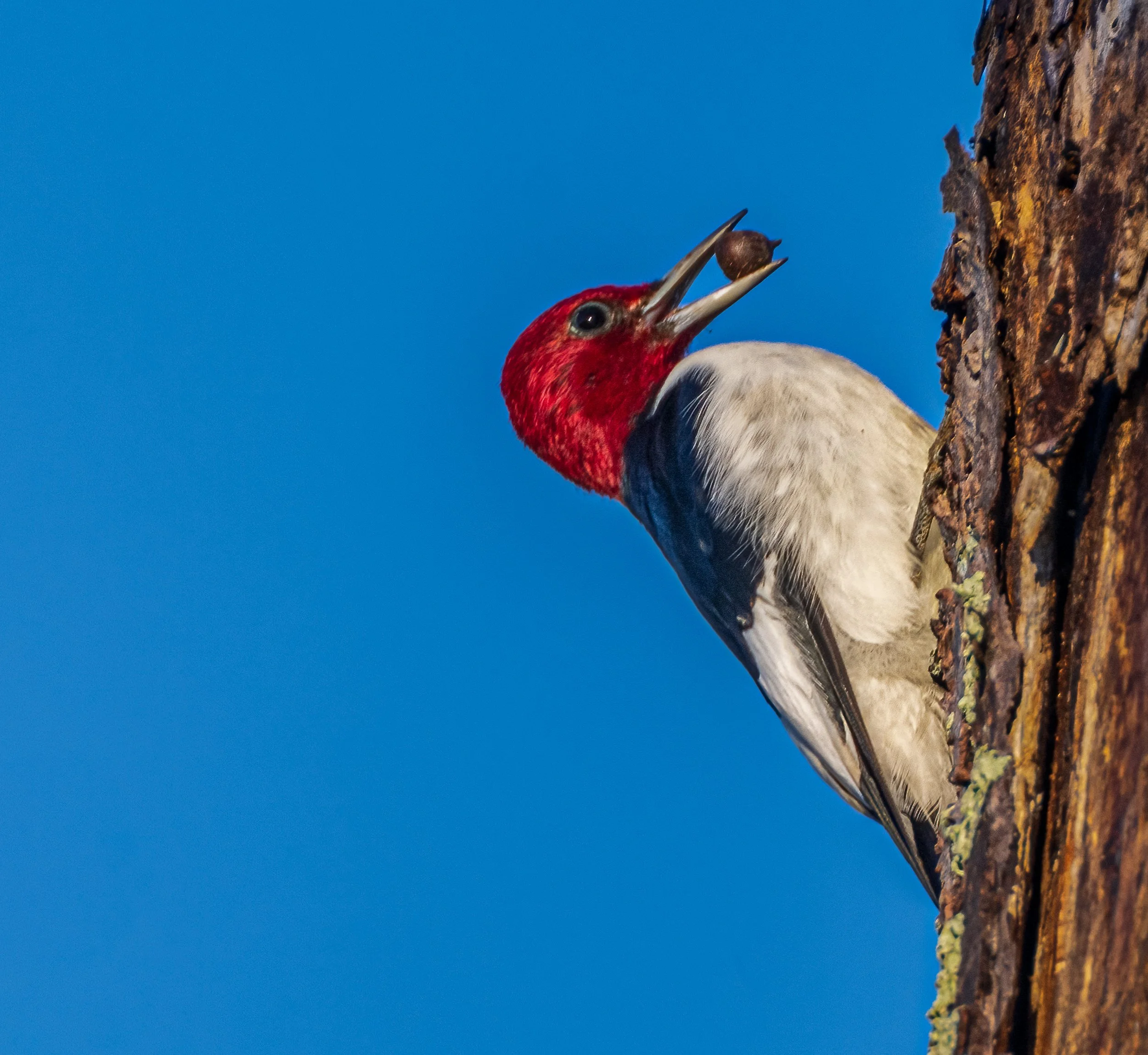 woodpecker.jpg