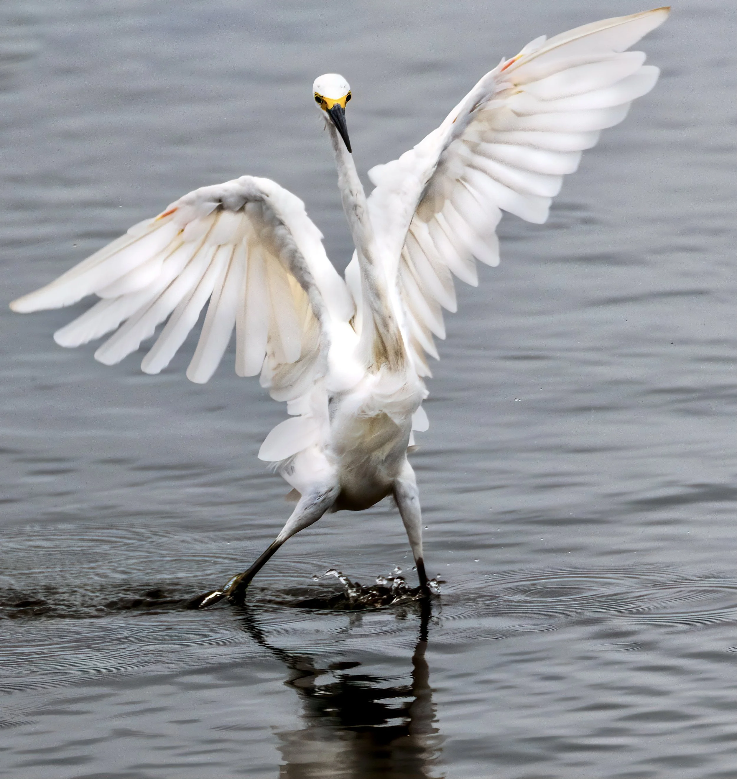 pawleys 10 15 20X-29.jpg