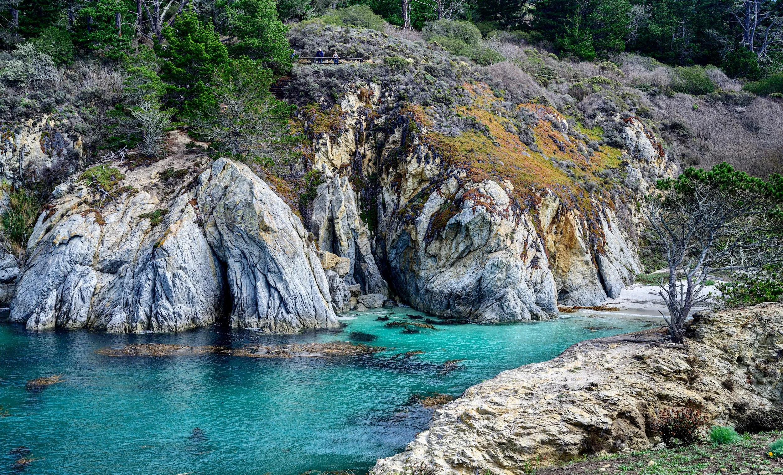 point lobos-75672 (1).jpg