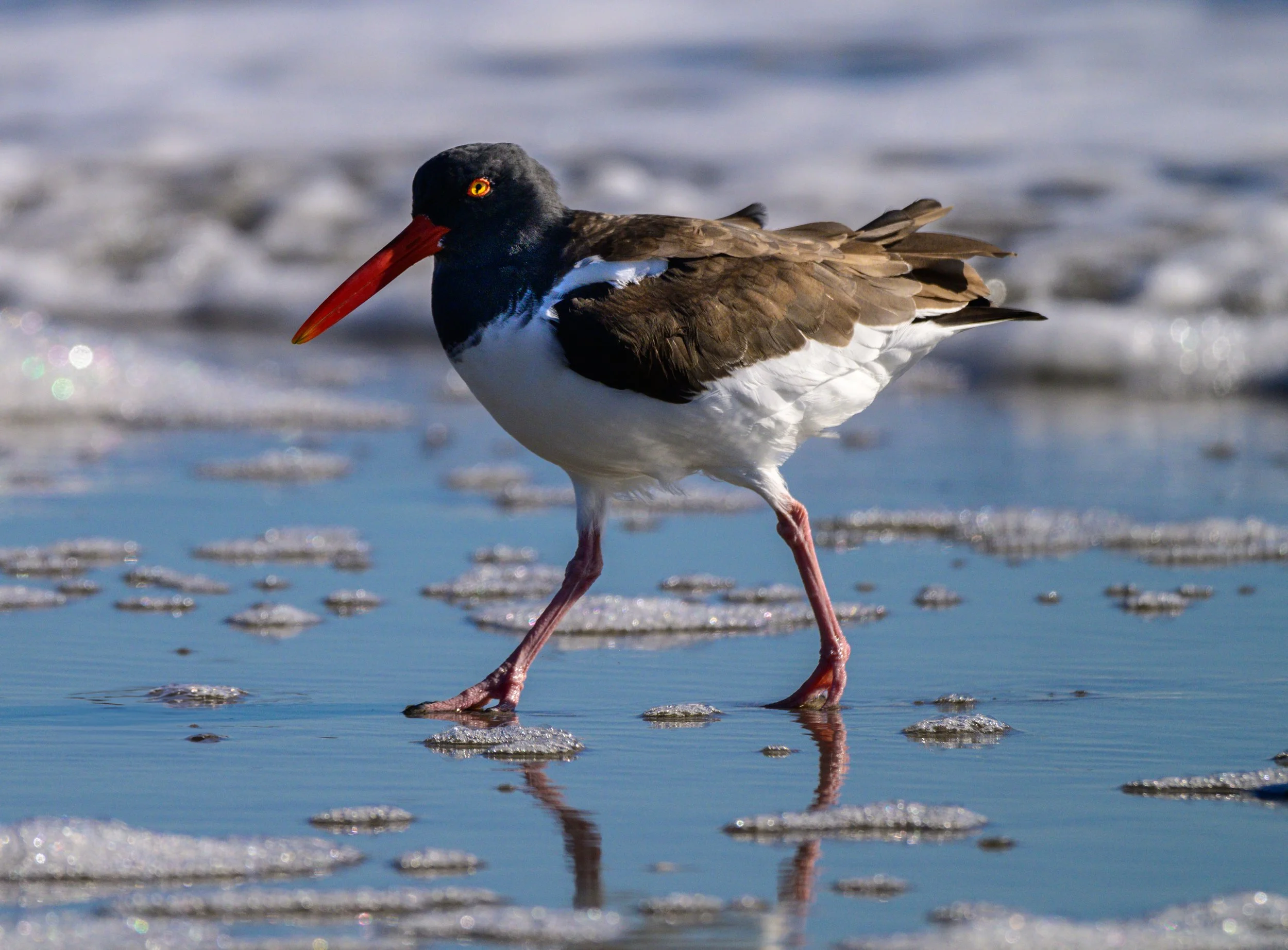 oyster catcher-5734.jpg