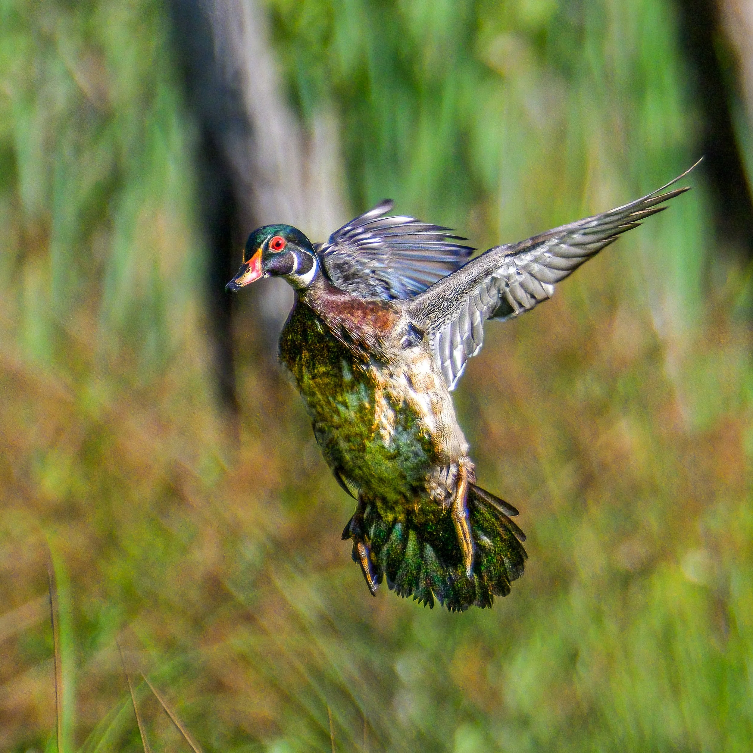 wood duck-1-5.jpg