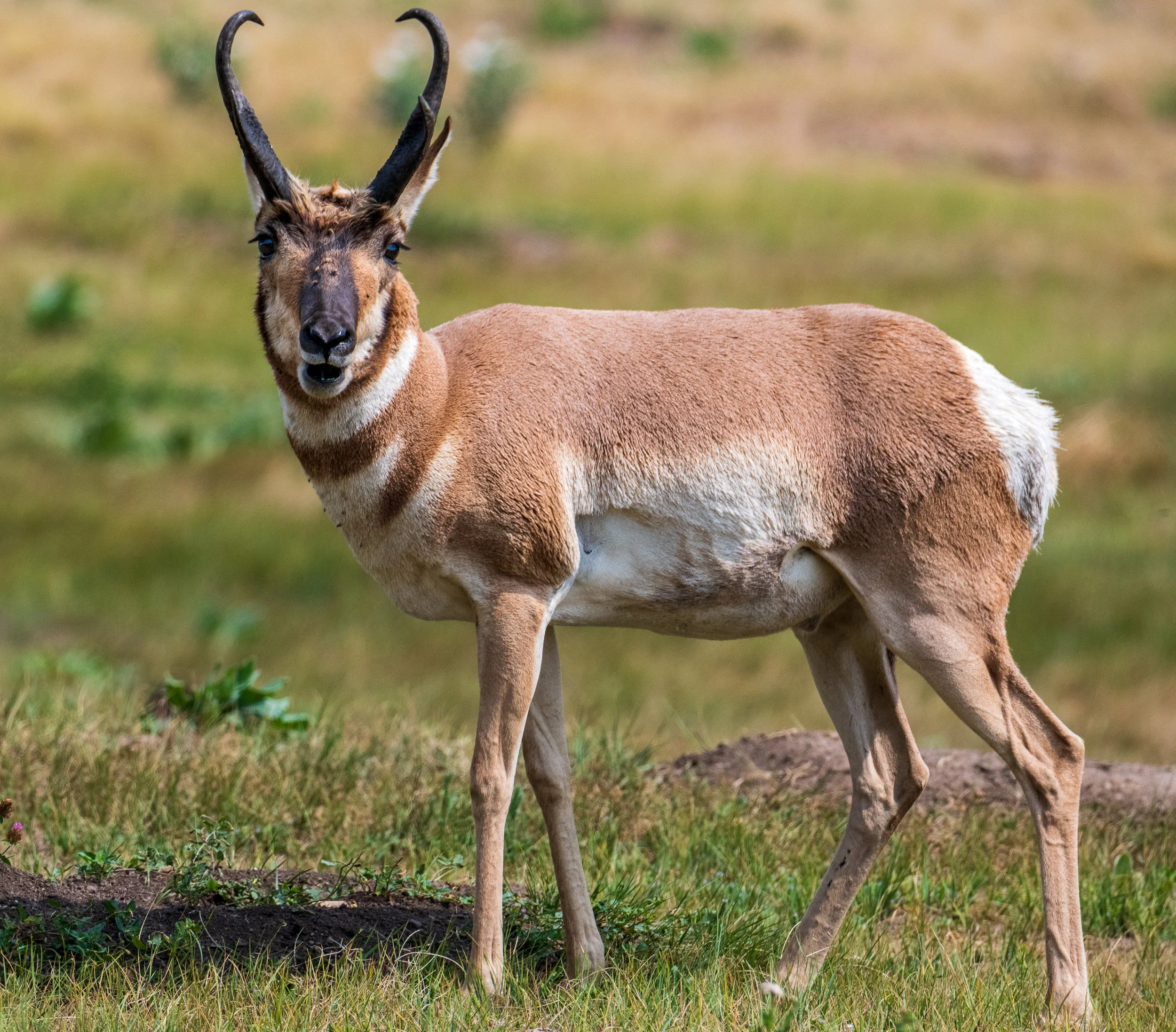 n america wildlife.jpg