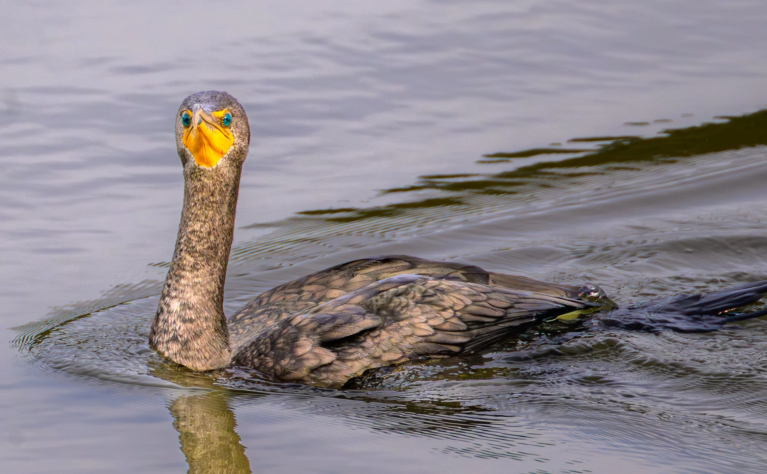 bird cormorant.jpg