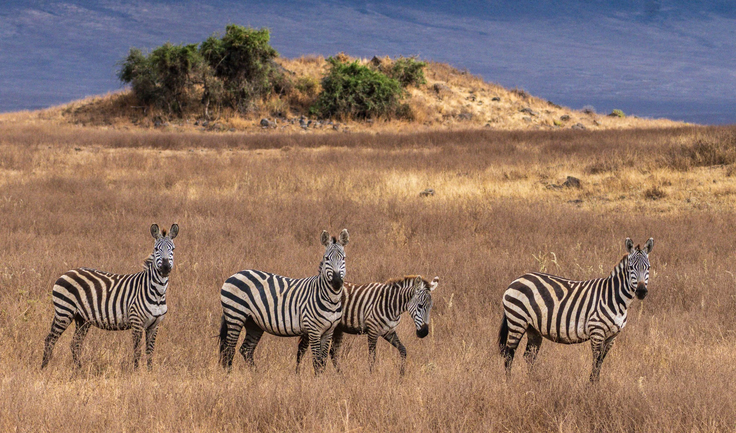 africa wildlife-12.jpg