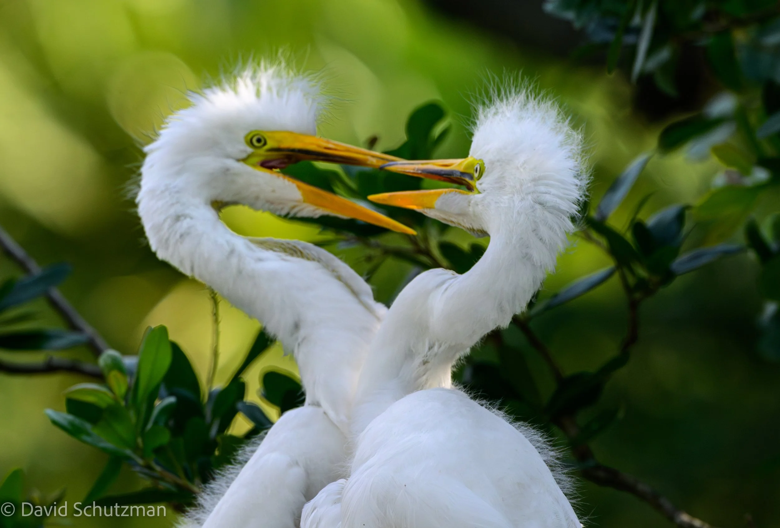 snowy egret love st augustine-.jpeg