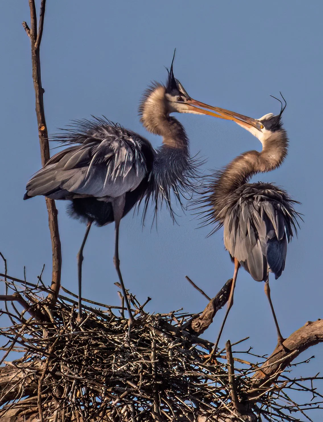 heron love conestee-2.jpg