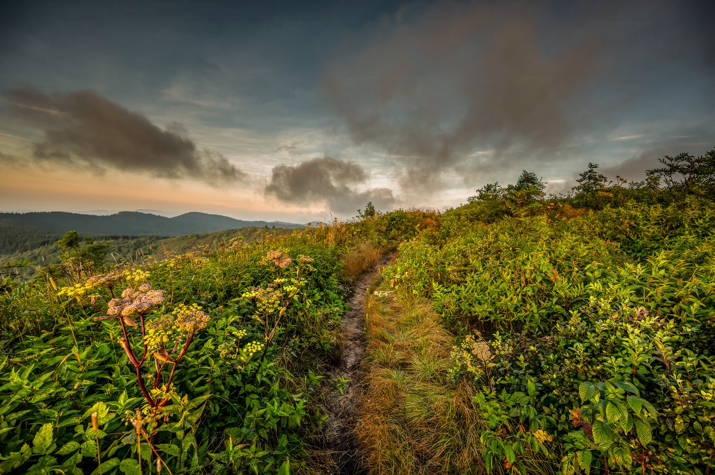black balsam low res.jpg