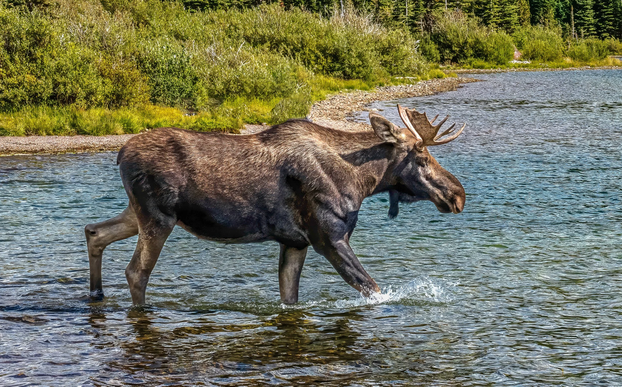 north america wildlife.jpg