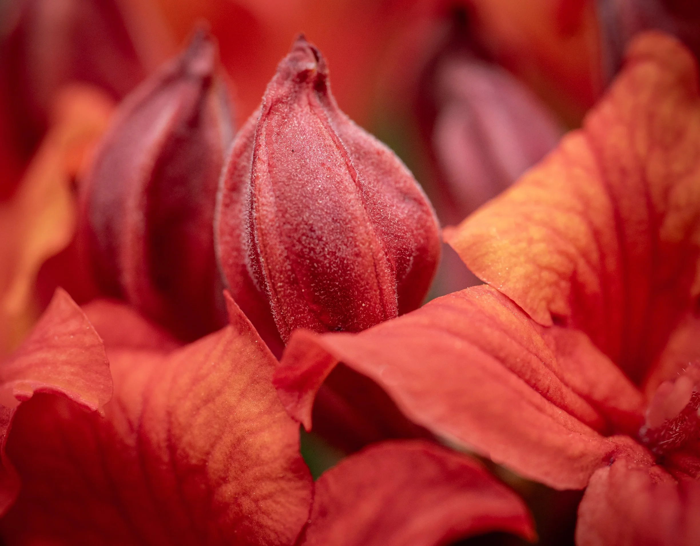 olli macro 4 4 23-92341.jpeg