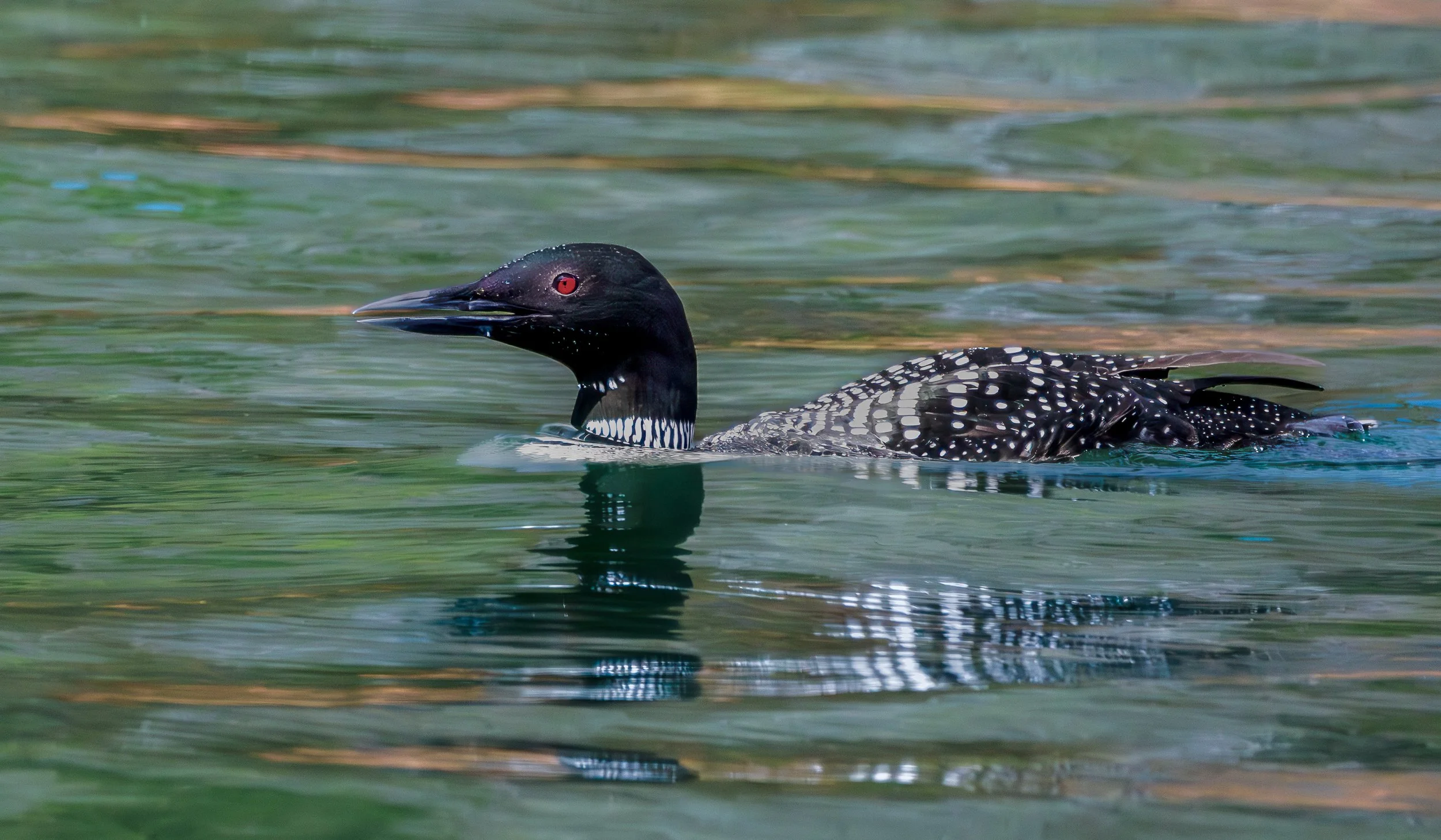loon.jpg
