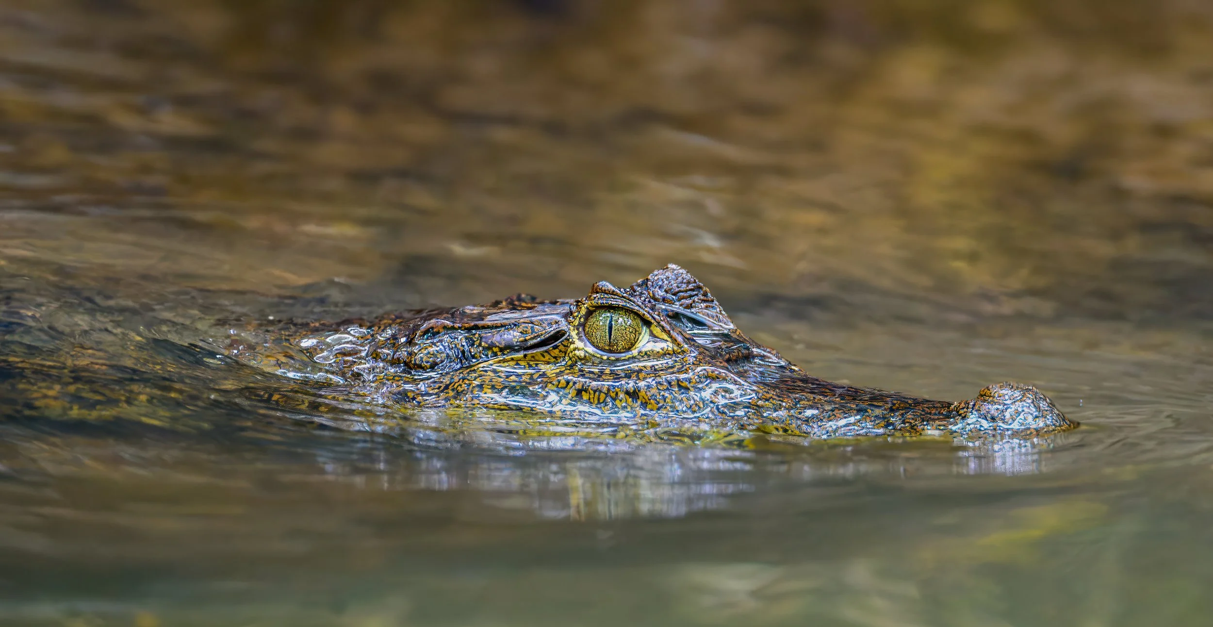 costa rica crocodile-2.jpg