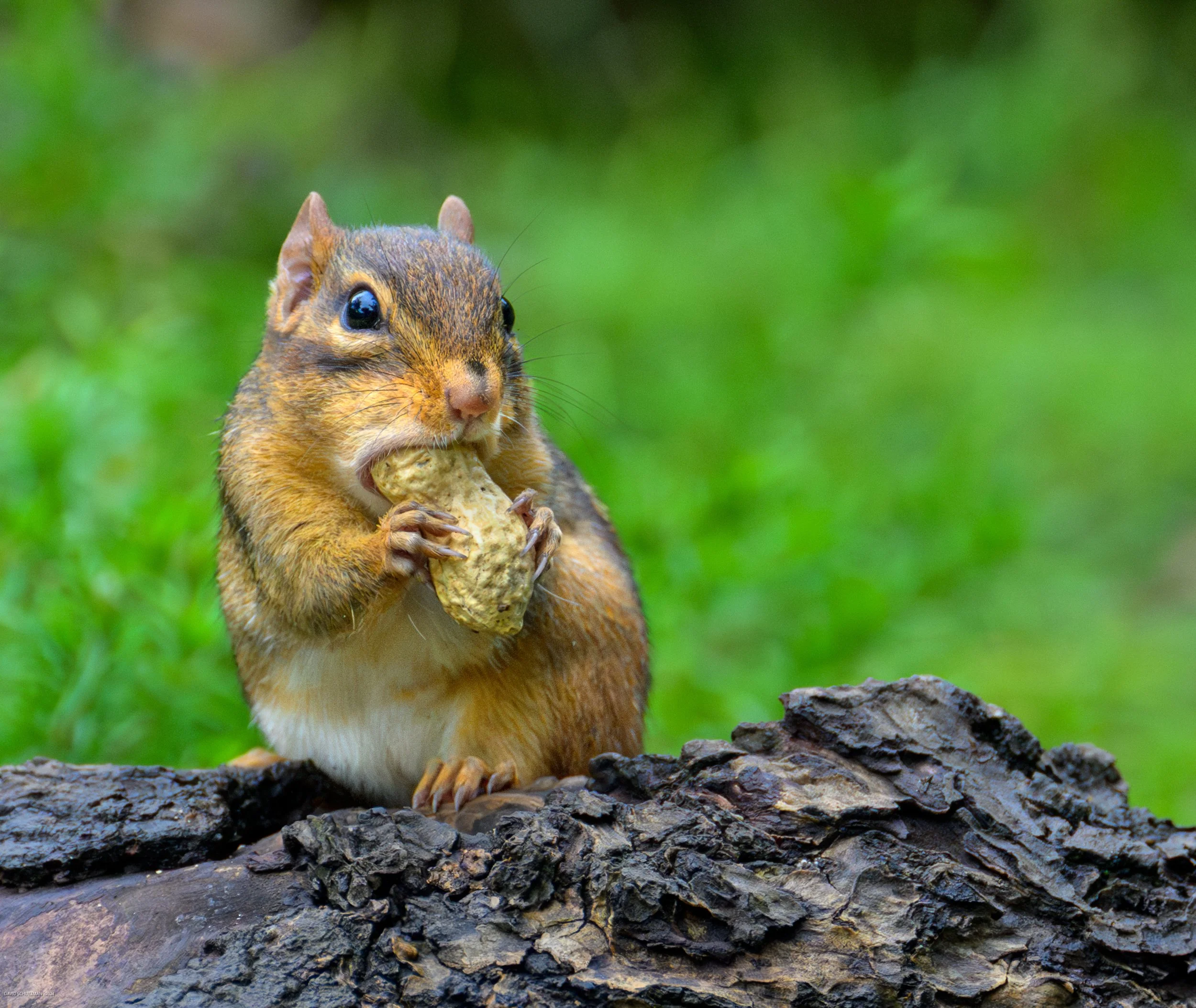 north america wildlife.jpg