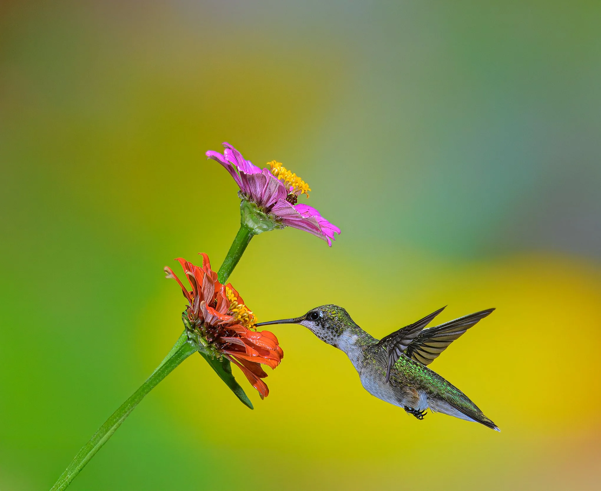 nuthouse hummingbird-1-3.jpeg