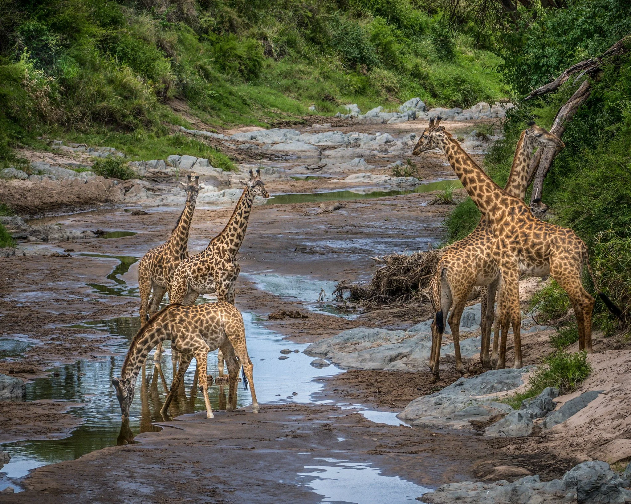 giraffes-4970.jpg