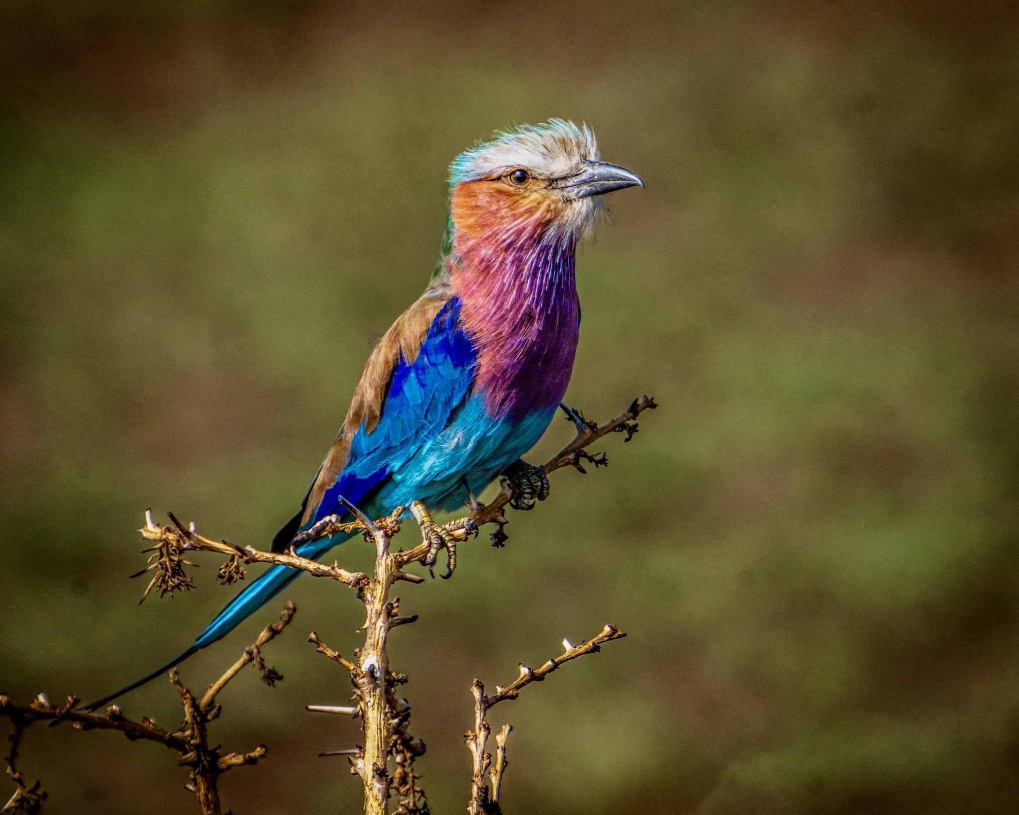 elephants on the plains-81595.jpg