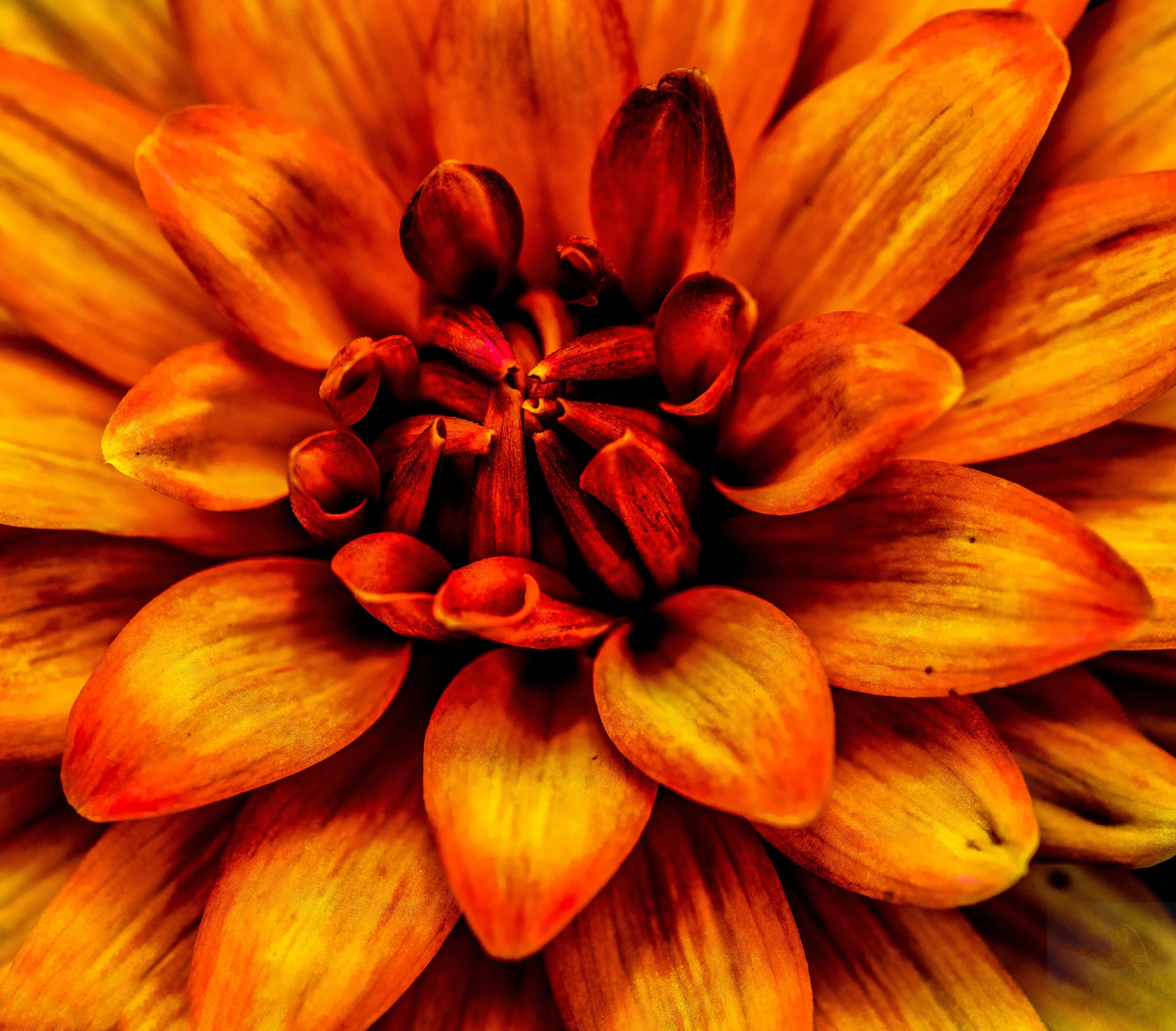 DS macro class 1 photo 1-7.jpg