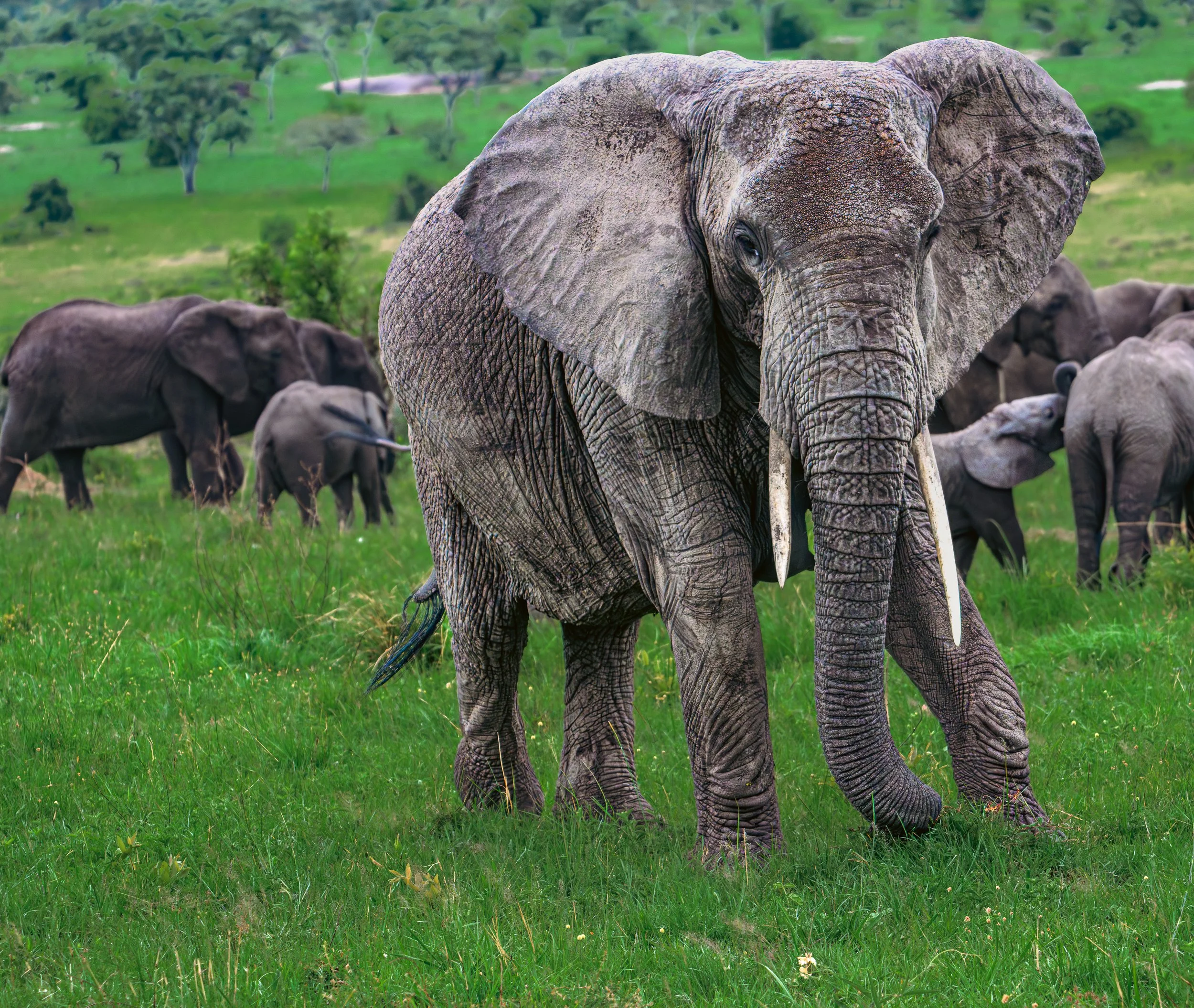 africa wildlife-15.jpg