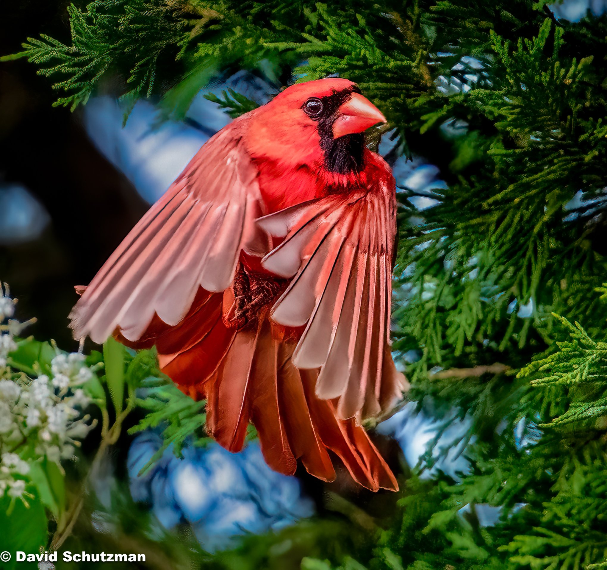 Northern cardinal.jpg