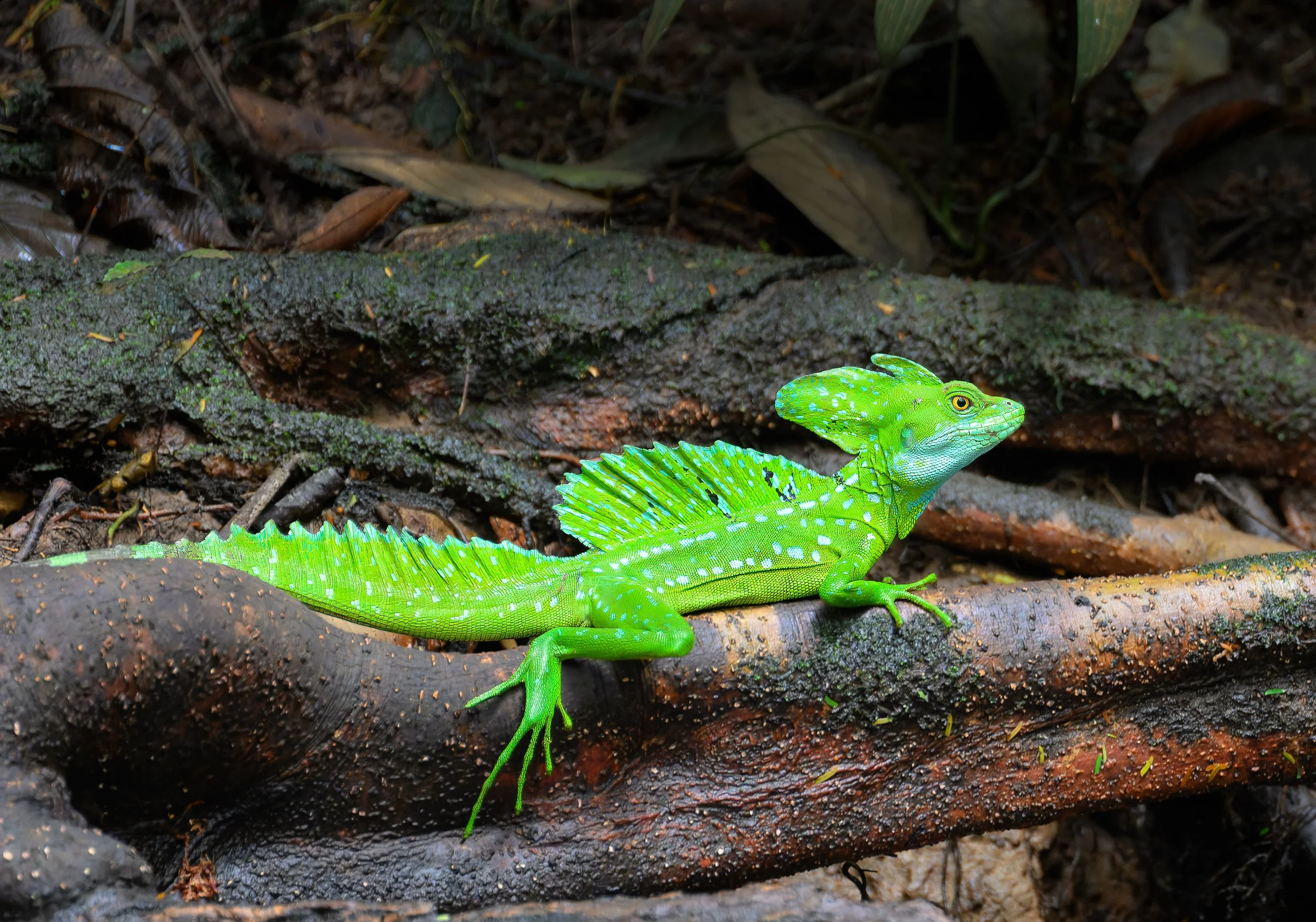 costa rica baselisk-.jpg