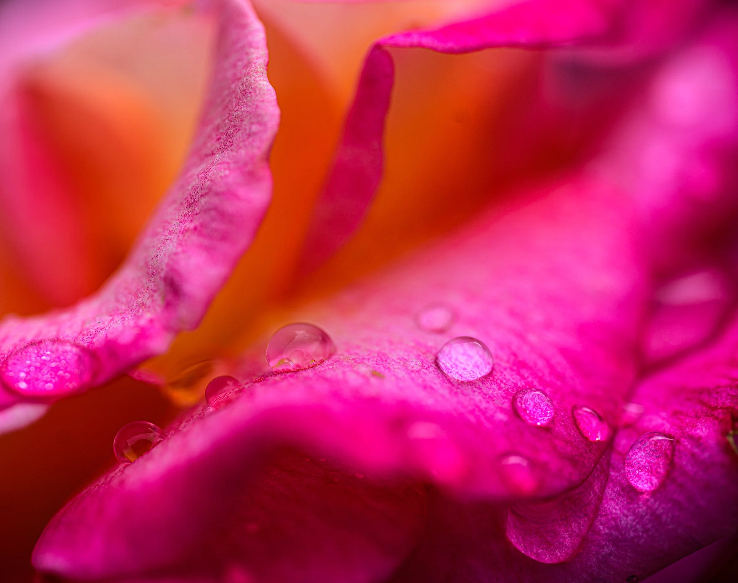 a rose is a rose-3.jpg