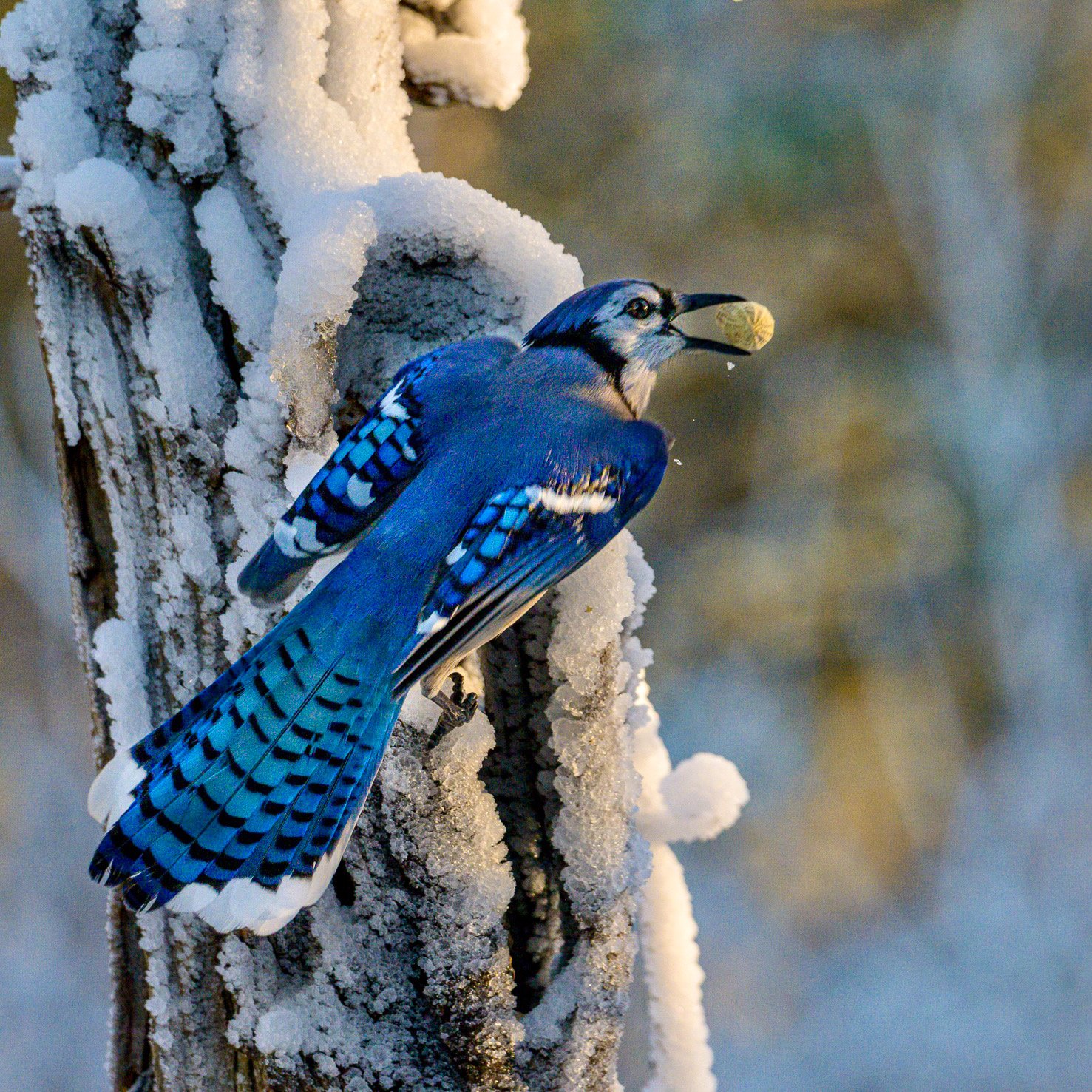 nuthouse bluejay-1-2.jpg