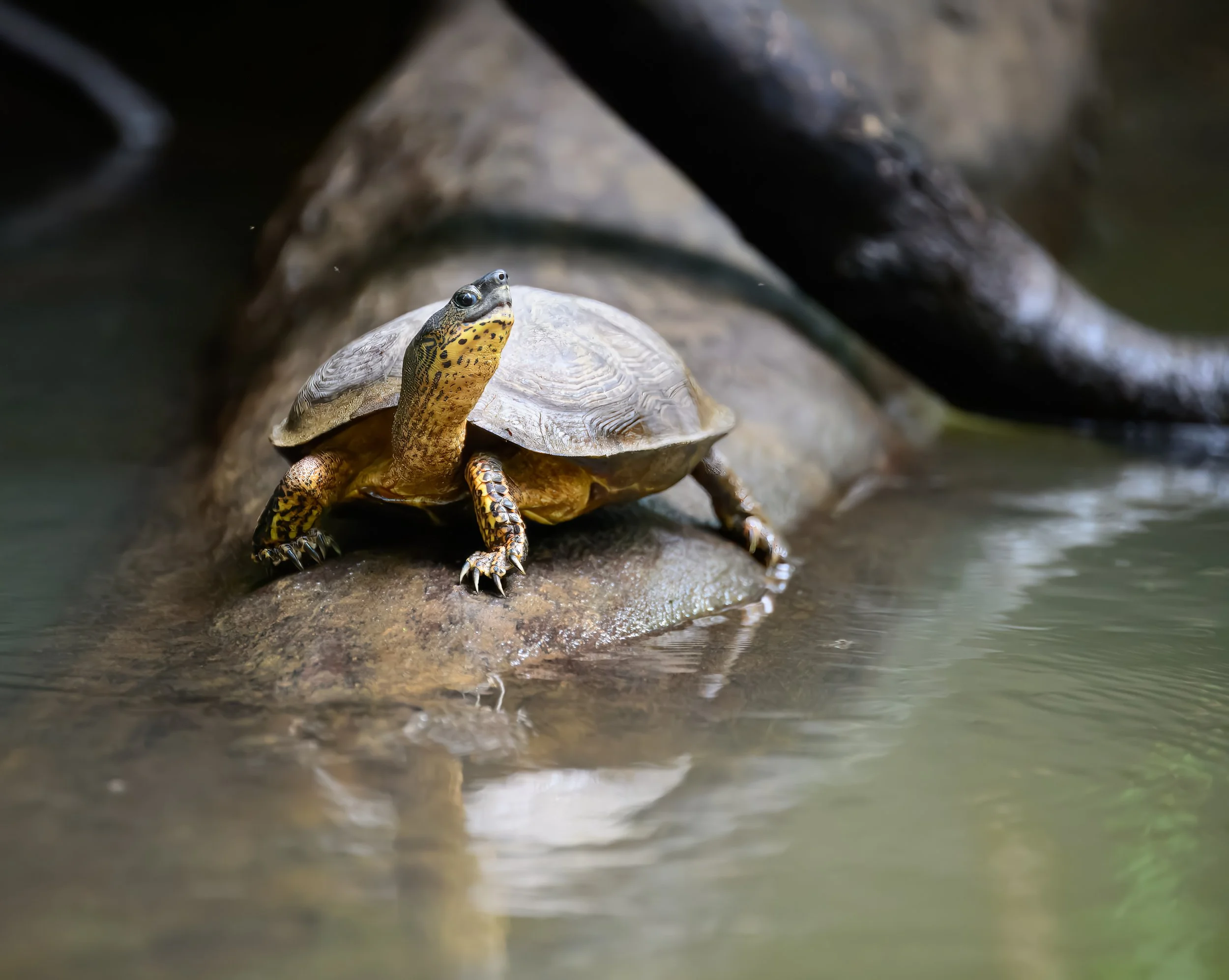 costa rica turtle-2.jpg