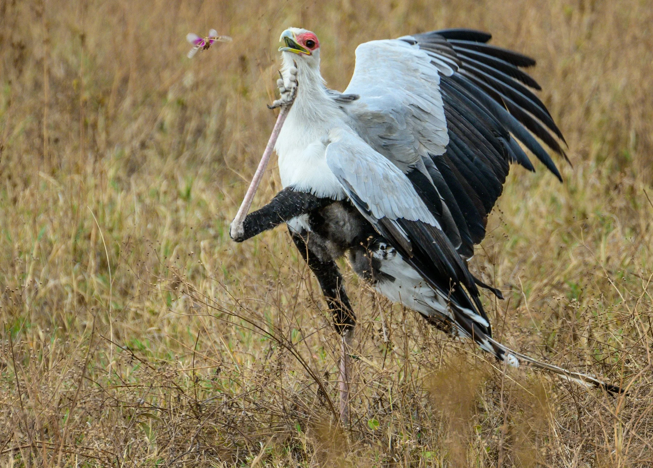 ngorogoro secretary bird-4053.jpeg