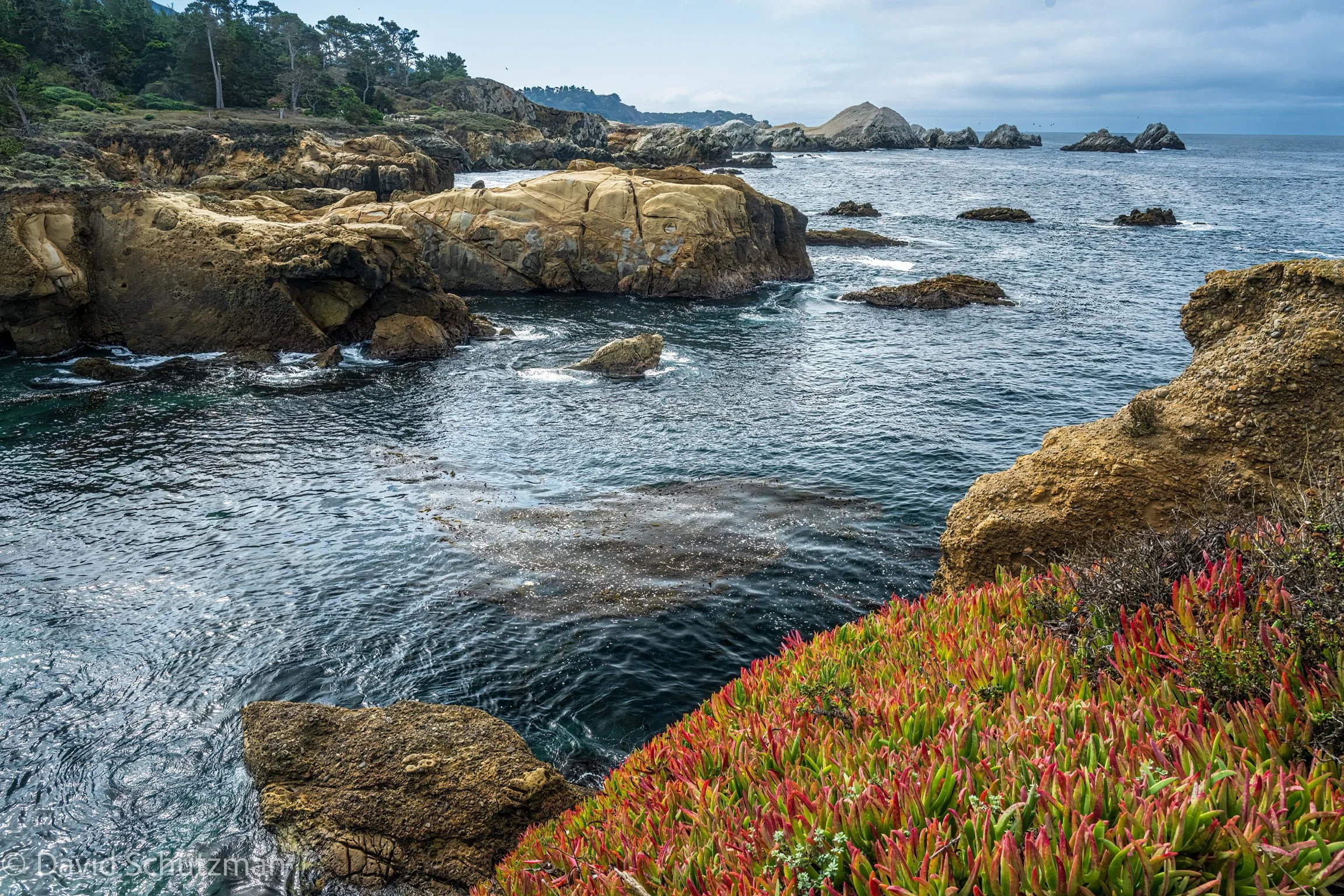 point lobos-2 (1).jpg
