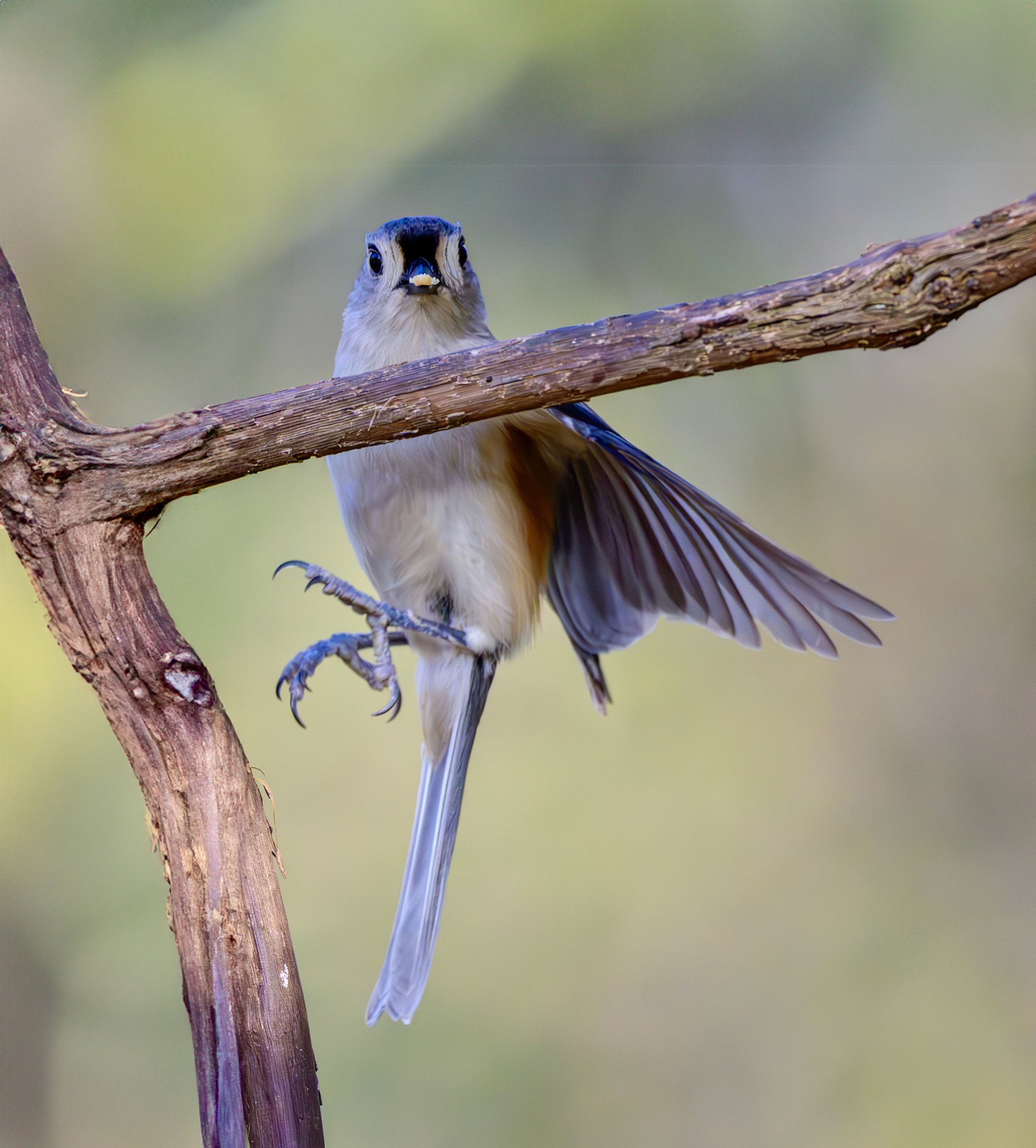 titmouse.jpg