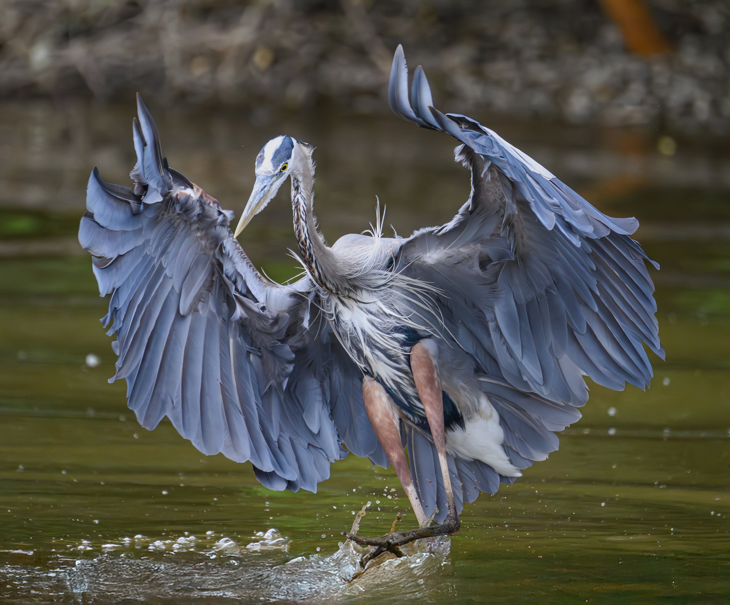heron james river-1-5.jpg