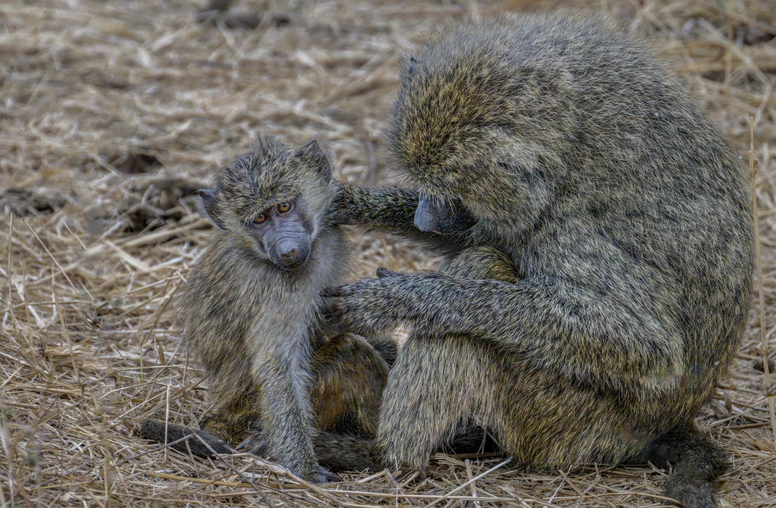 africa wildlife-4.jpg