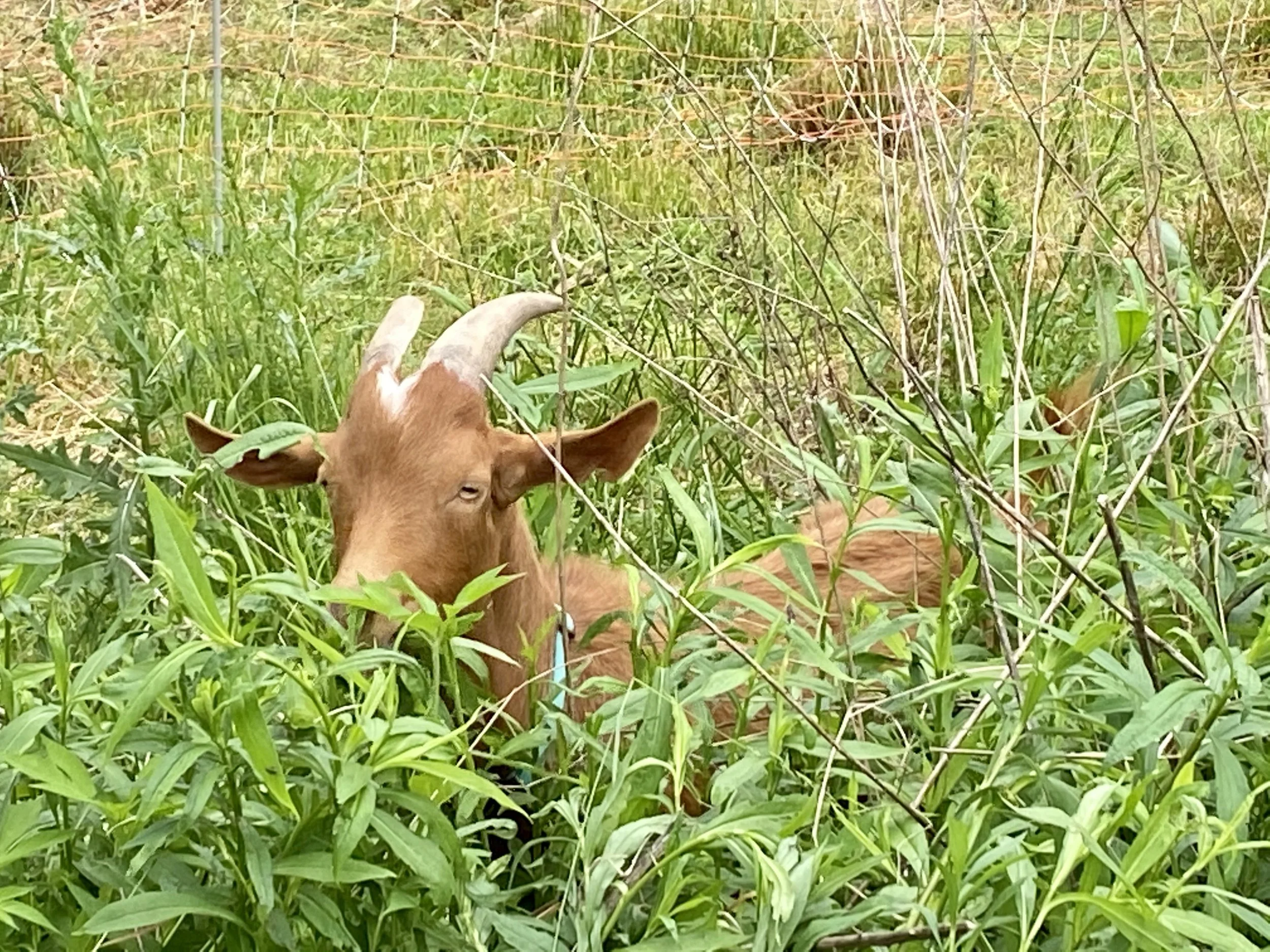 A brown goat with curved horns standing among green grass and plants in a natural outdoor setting.