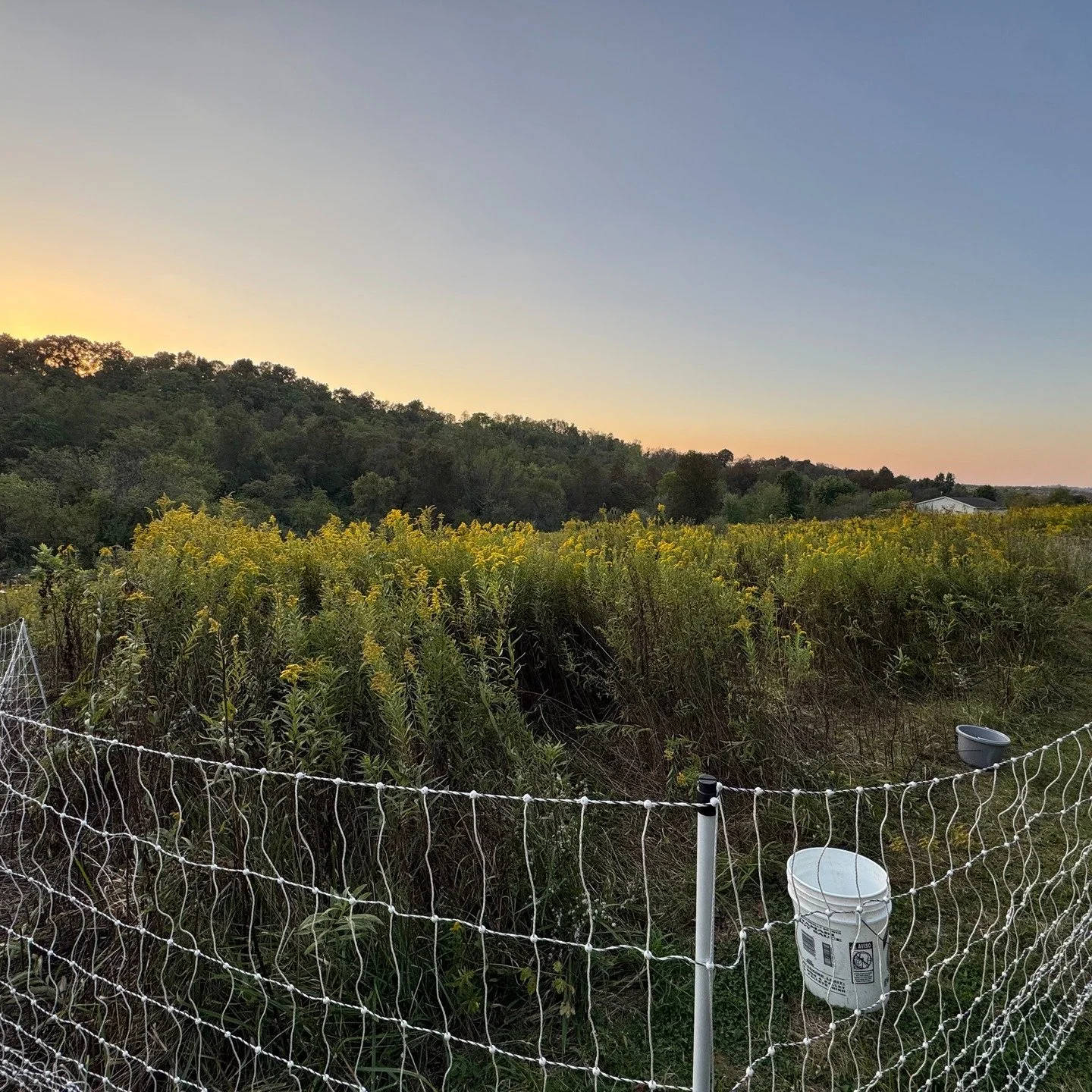 Throwback to last September's work. 10 goats cleared this 1/4 acre in less than a week, and left behind soil amendments and grasses that now have sun exposure.
If you're in SE Ohio, holler to see how goats can fit into your land management.