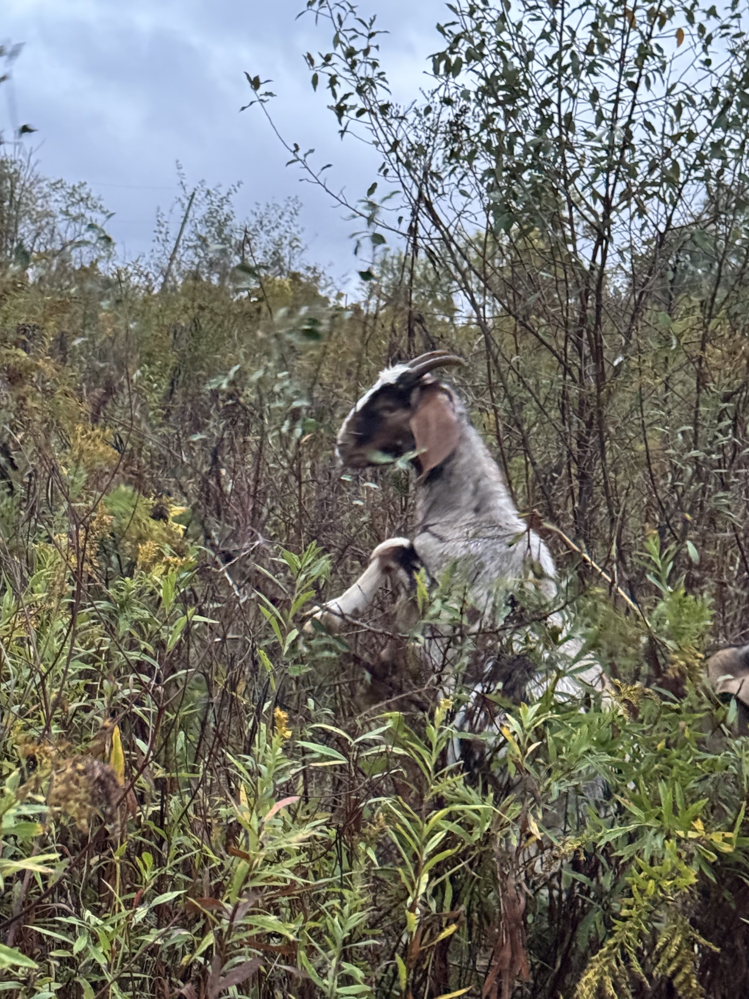 A goat standing on its hind legs amidst dense bushes and branches in an outdoor setting, with a cloudy sky in the background.