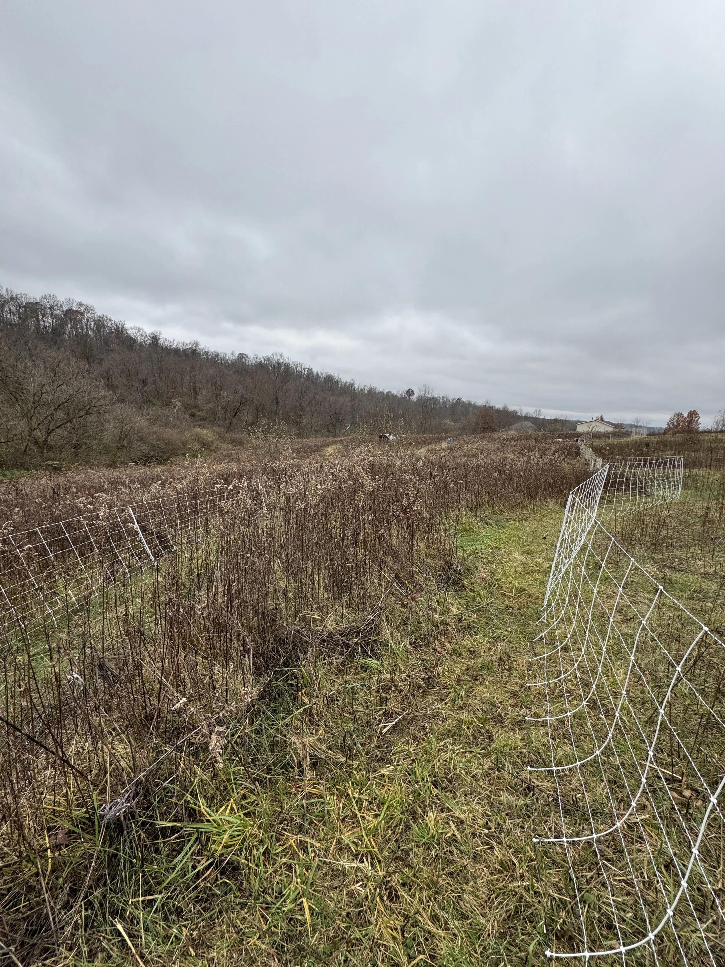 Post-graze - one week on 1/4 acre