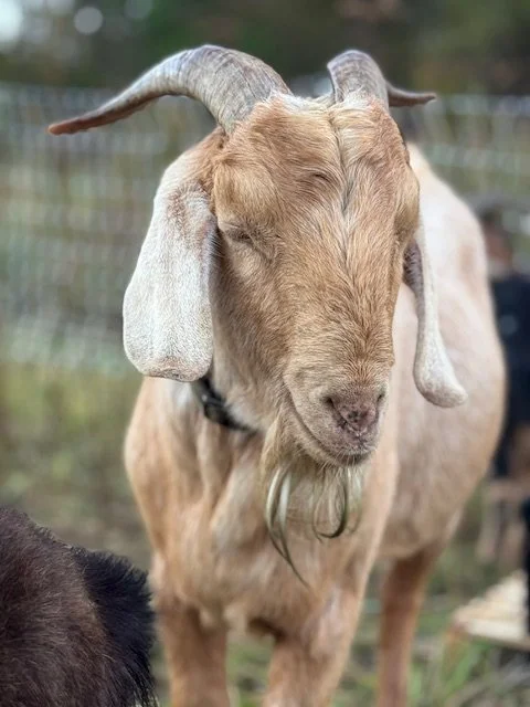 Close-up of a goat with curled horns and floppy ears standing outdoors.