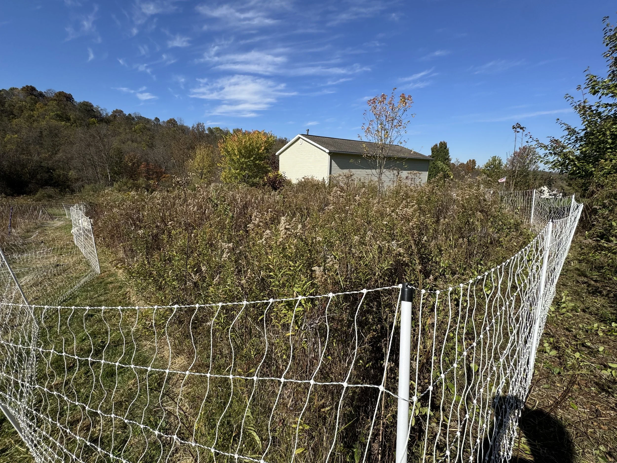 Fresh paddock. The area to the right is fully grazed down. Because it was a ton of honeysuckle, we grazed it to expose the soil for seeding.