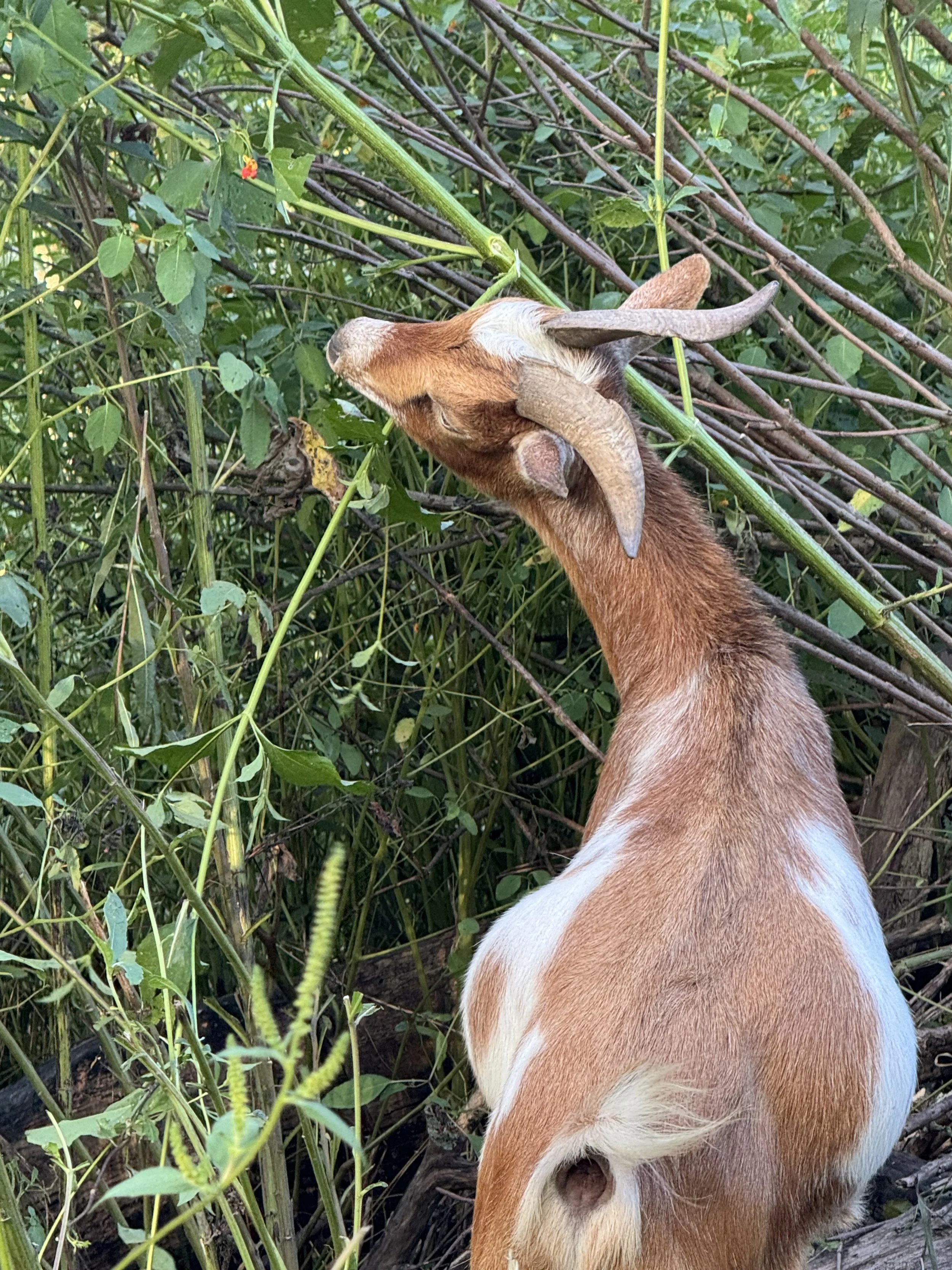 Working through an old burn pile to open up a garden space.